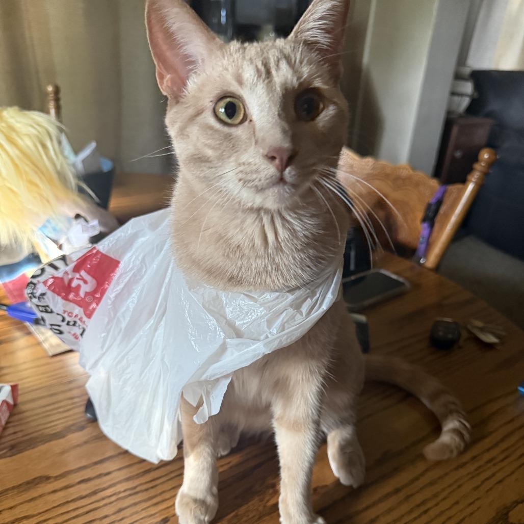 Enlarge Birkin (Zuul), a Adoptable Domestic Short Hair in Dixon, IL image 2/2