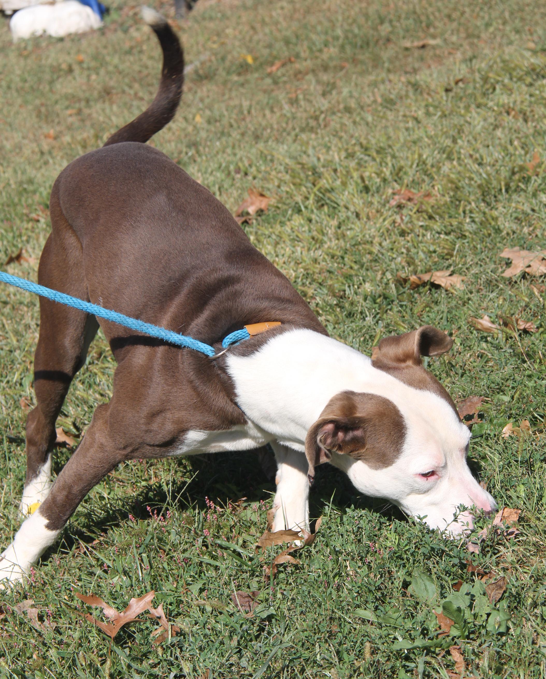 Finn Fka Snickers thumbnail 5