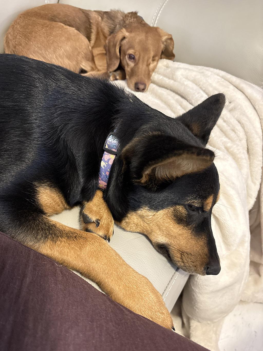 Enlarge Miso, a Adoptable mixed breed in Lake Saint Louis, MO image 6/6