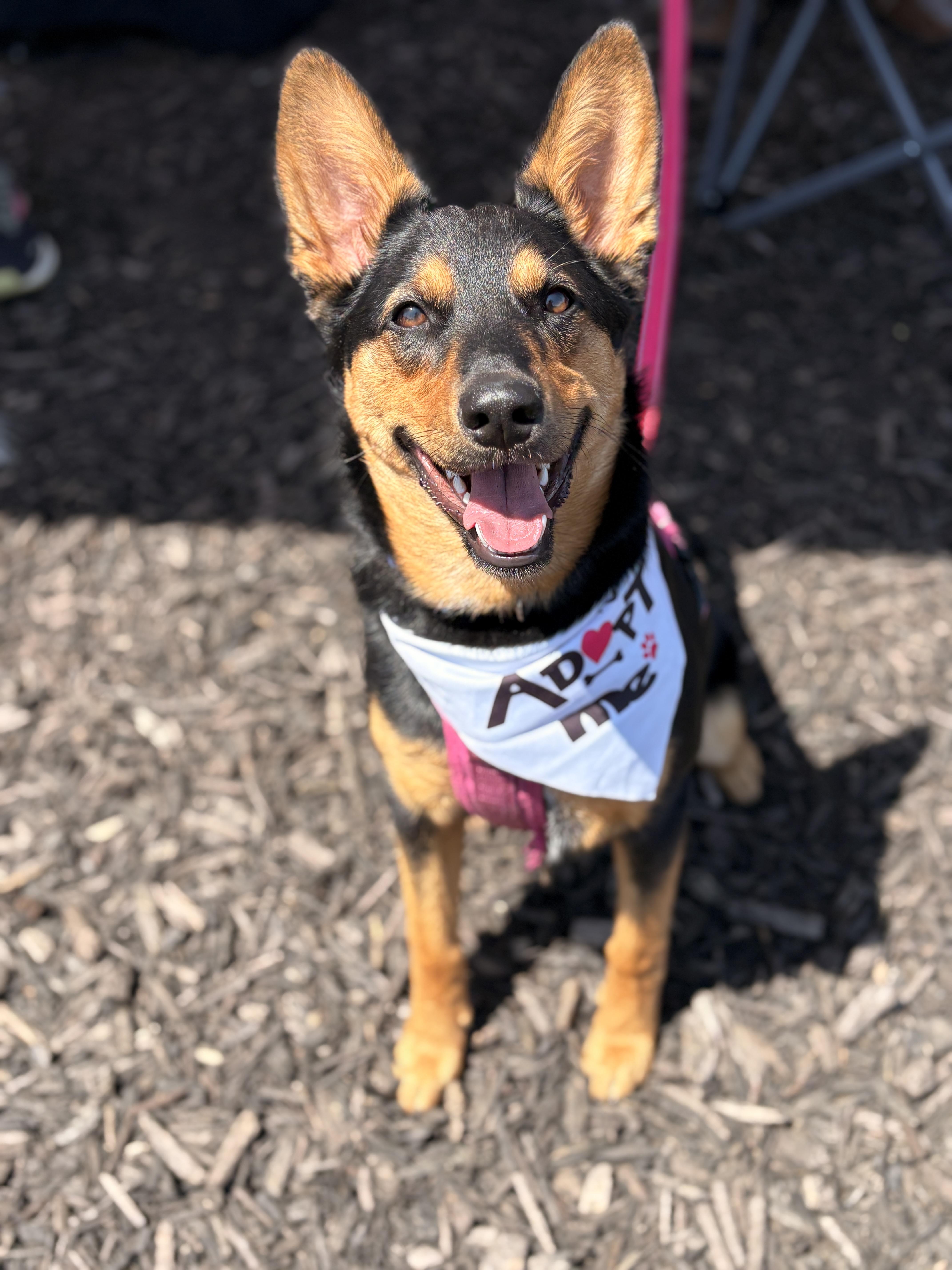 Enlarge Miso, a Adoptable mixed breed in Lake Saint Louis, MO image 3/6