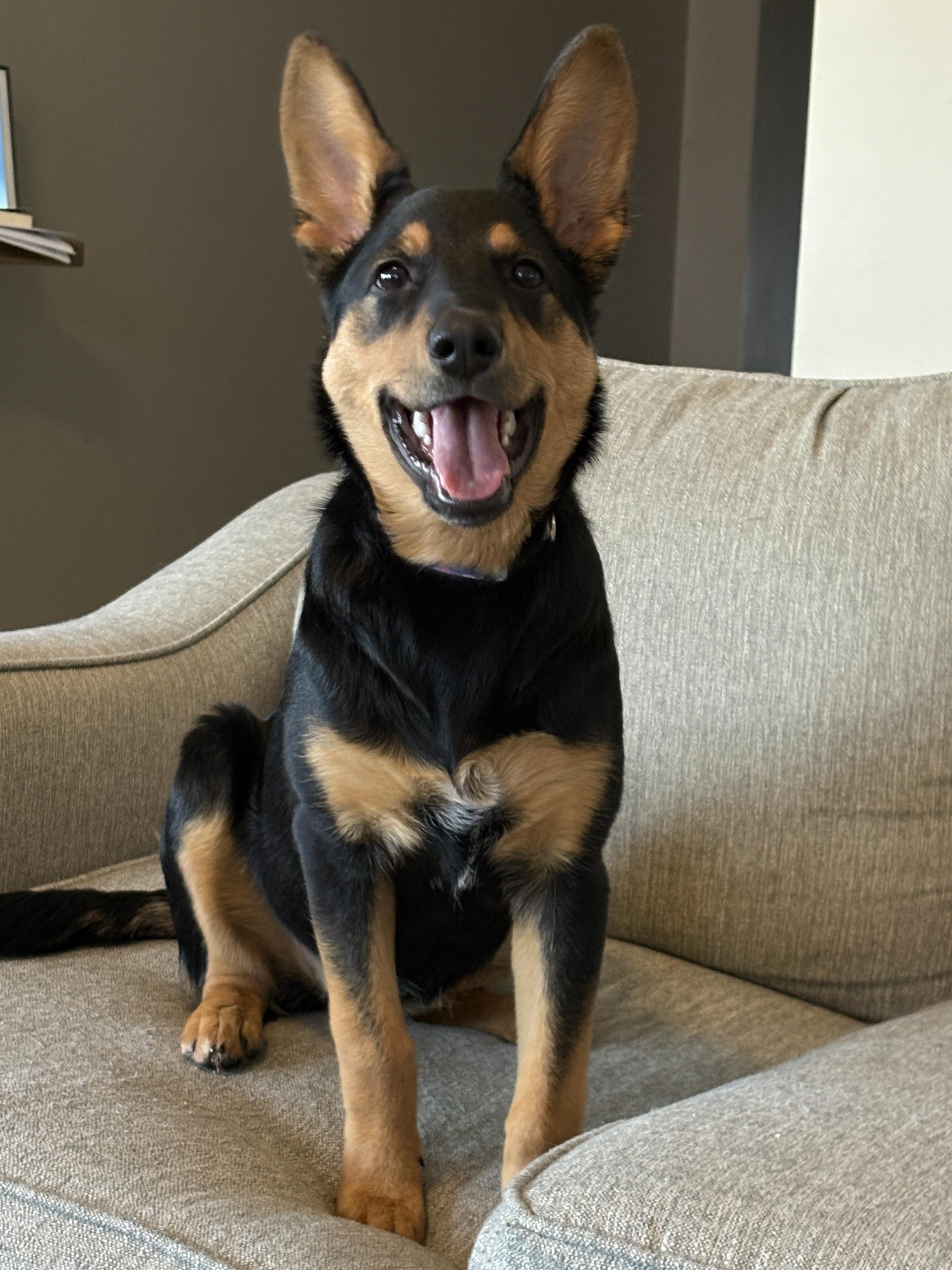 Enlarge Miso, a Adoptable mixed breed in Lake Saint Louis, MO image 4/6