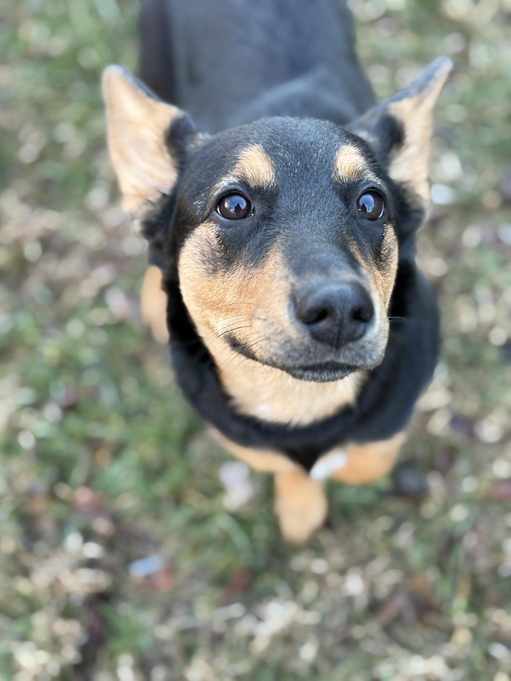 Enlarge Miso, a Adoptable mixed breed in Lake Saint Louis, MO image 2/6