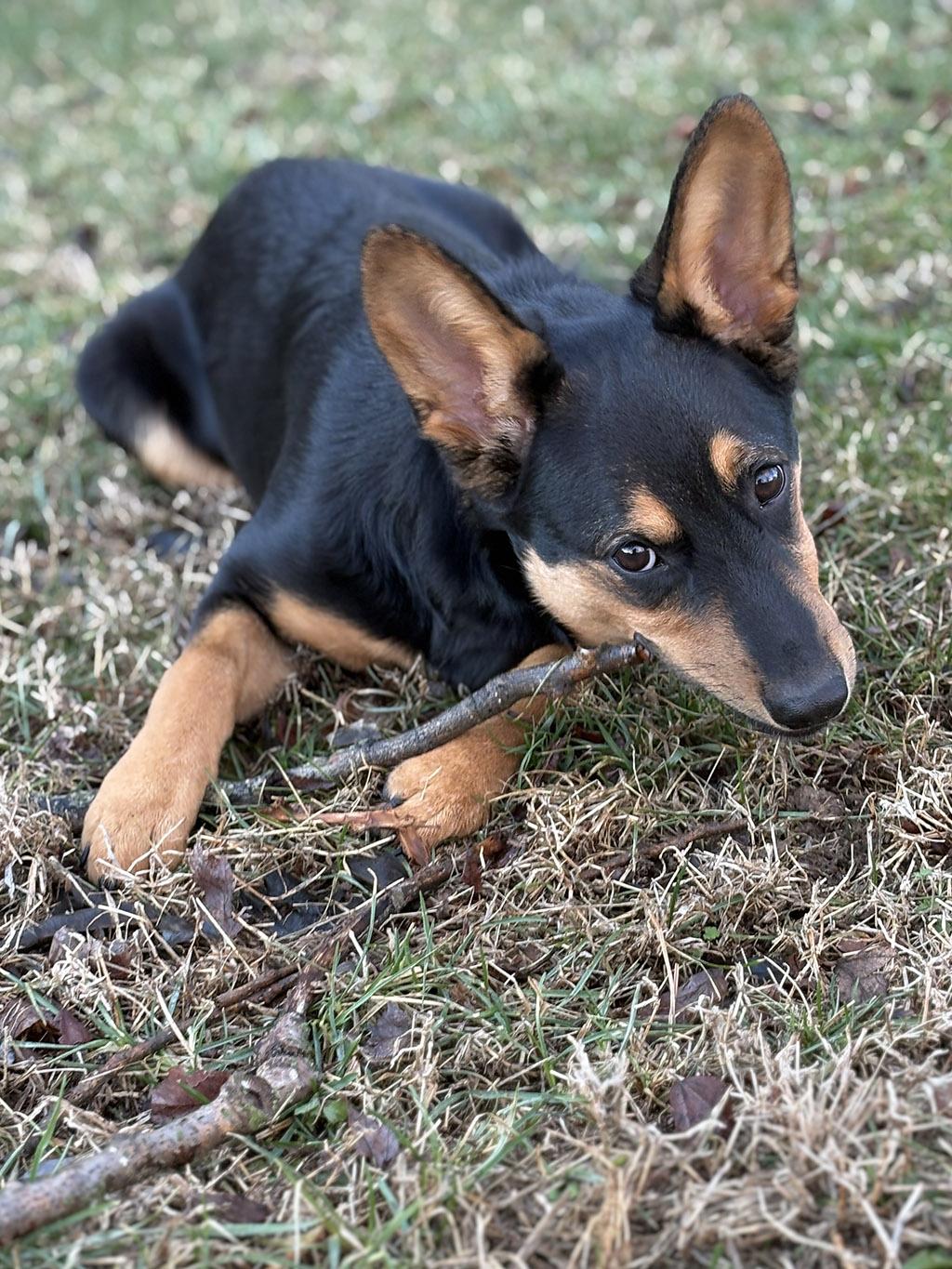 Miso, Adoptable, Young Female Shepherd.
