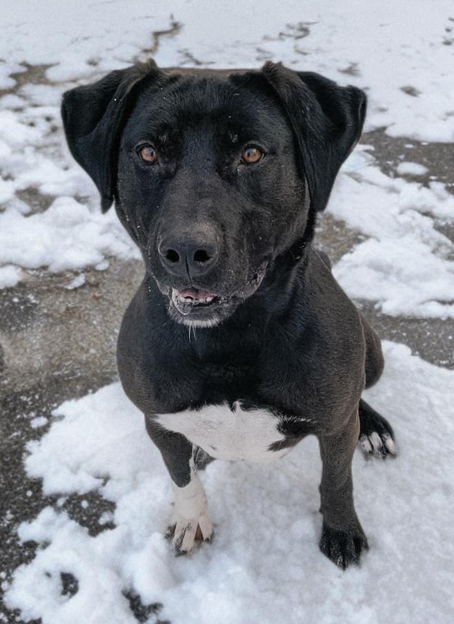 Enlarge REX, a Adoptable Mixed Breed in High Level, AB image 1/4
