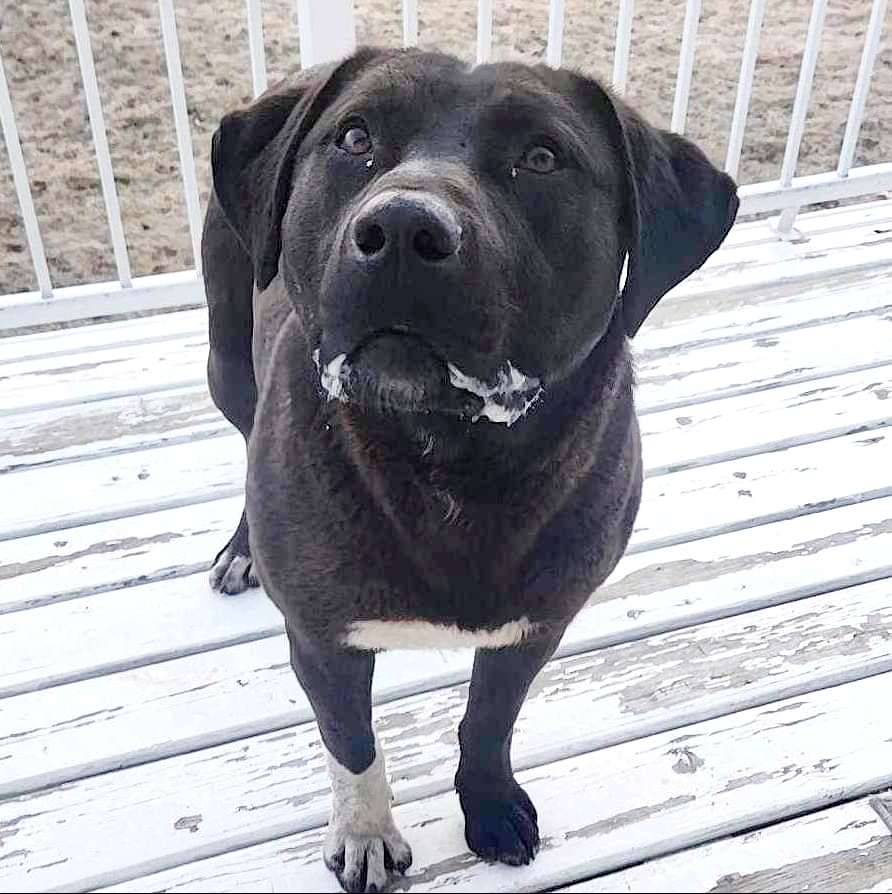 Enlarge REX, a Adoptable Mixed Breed in High Level, AB image 2/3