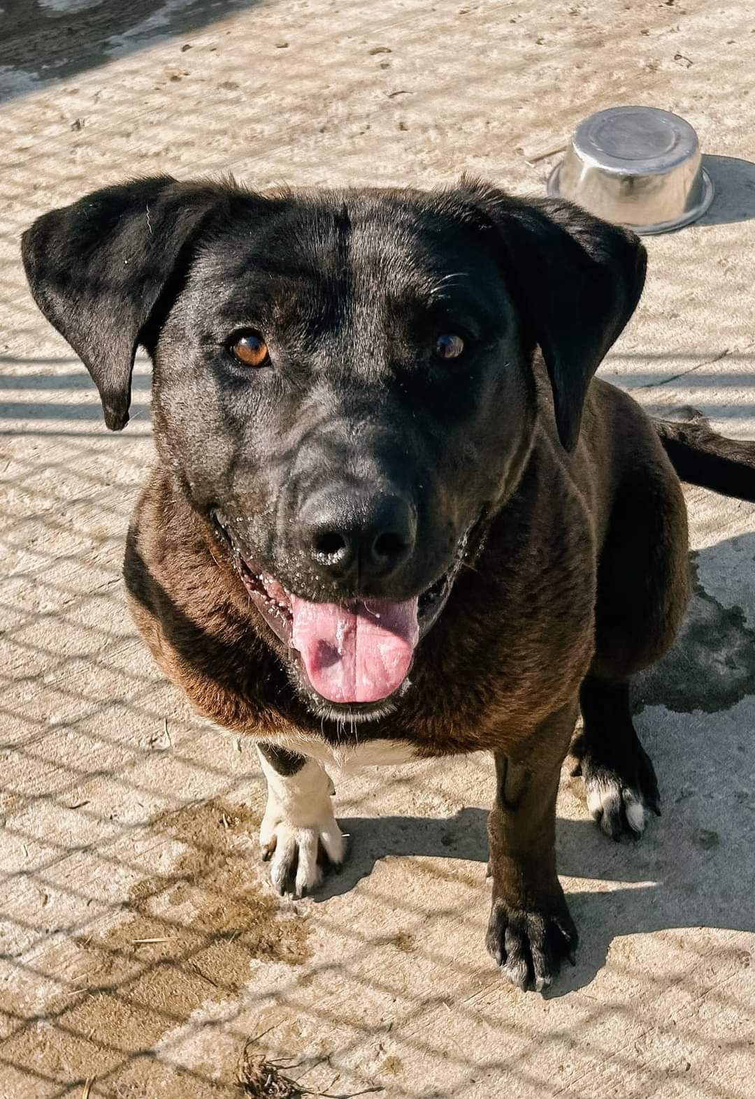 Enlarge REX, a Adoptable Mixed Breed in High Level, AB image 3/3