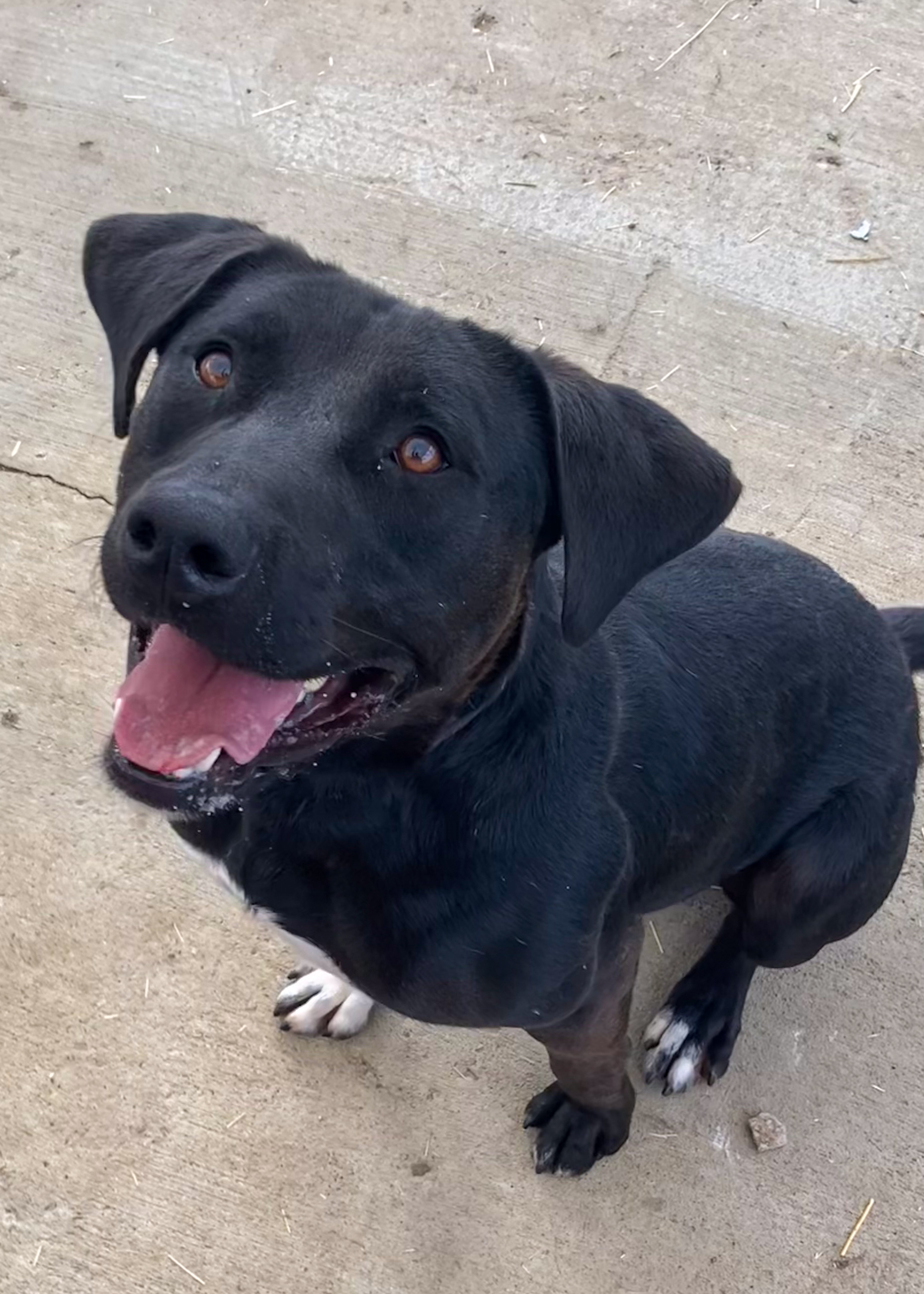 REX, Adult Male Mixed Breed