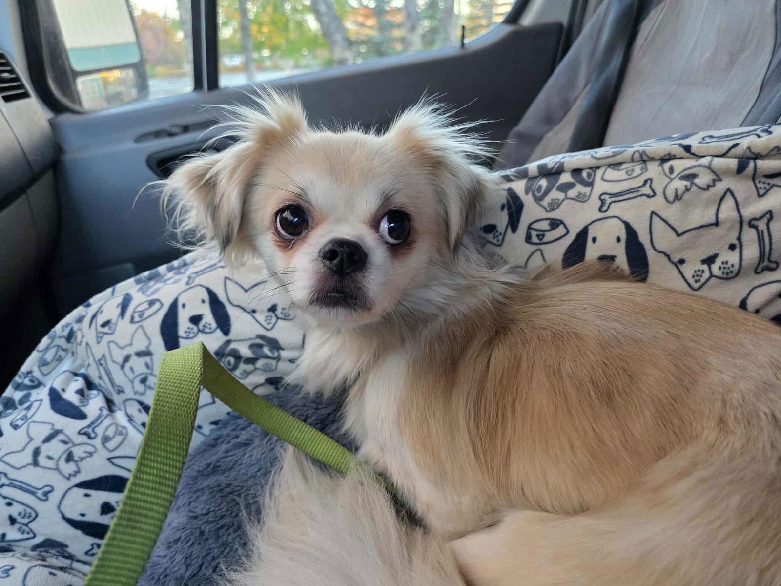 Enlarge Echo, a Adoptable Tibetan Spaniel in Anchorage, AK image 1/1