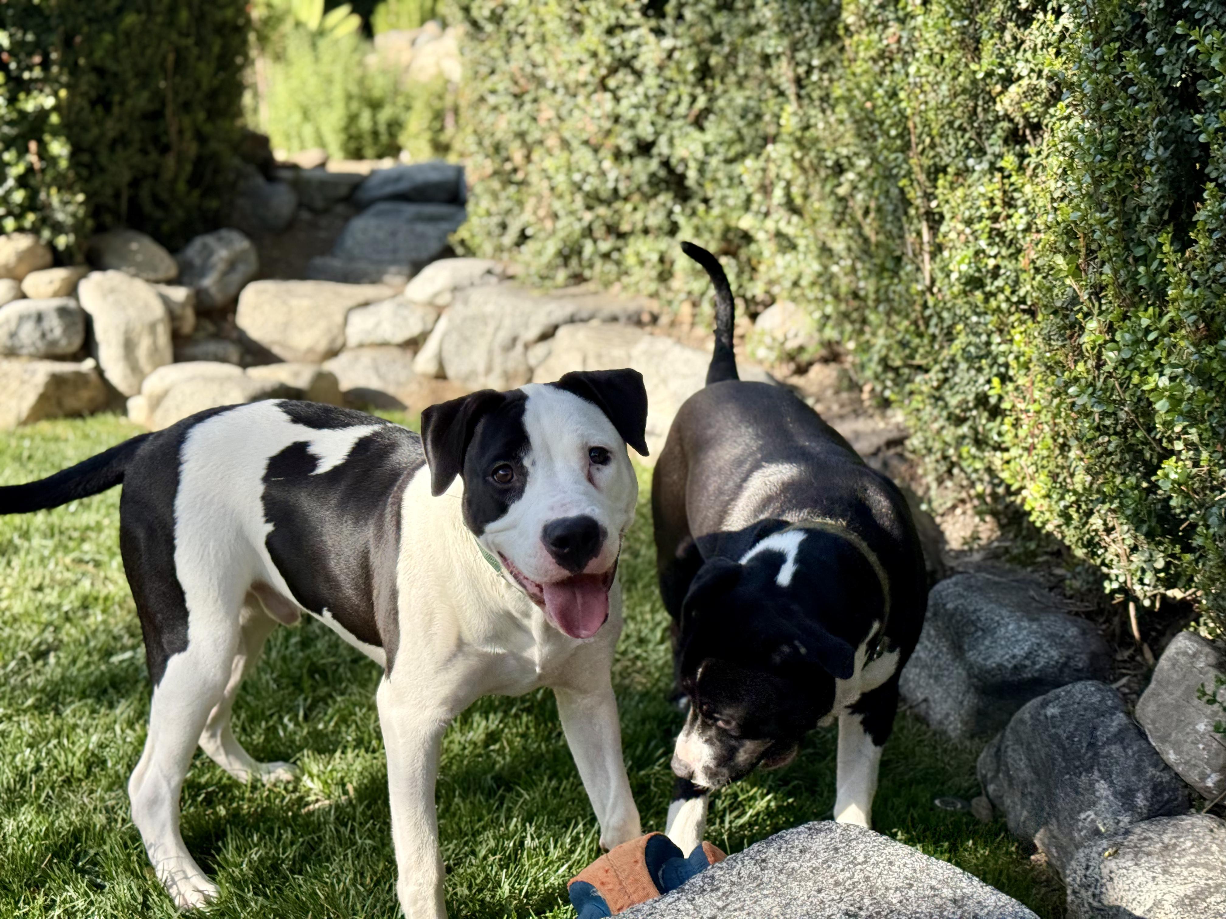 Iris, a Adoptable Pit Bull Terrier in Rancho Cucamonga, CA image 4/5