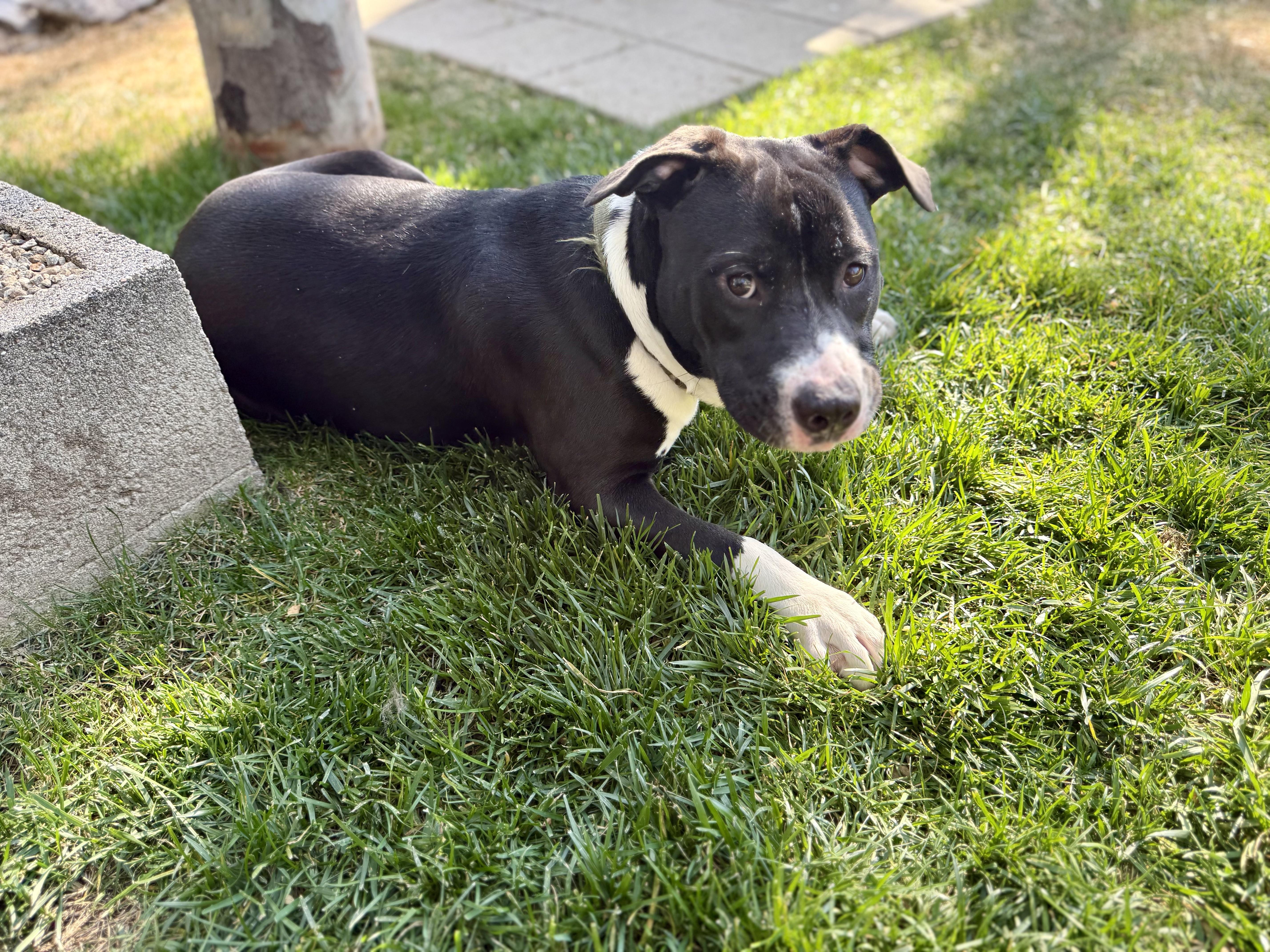 Iris, a Adoptable Pit Bull Terrier in Rancho Cucamonga, CA image 1/5