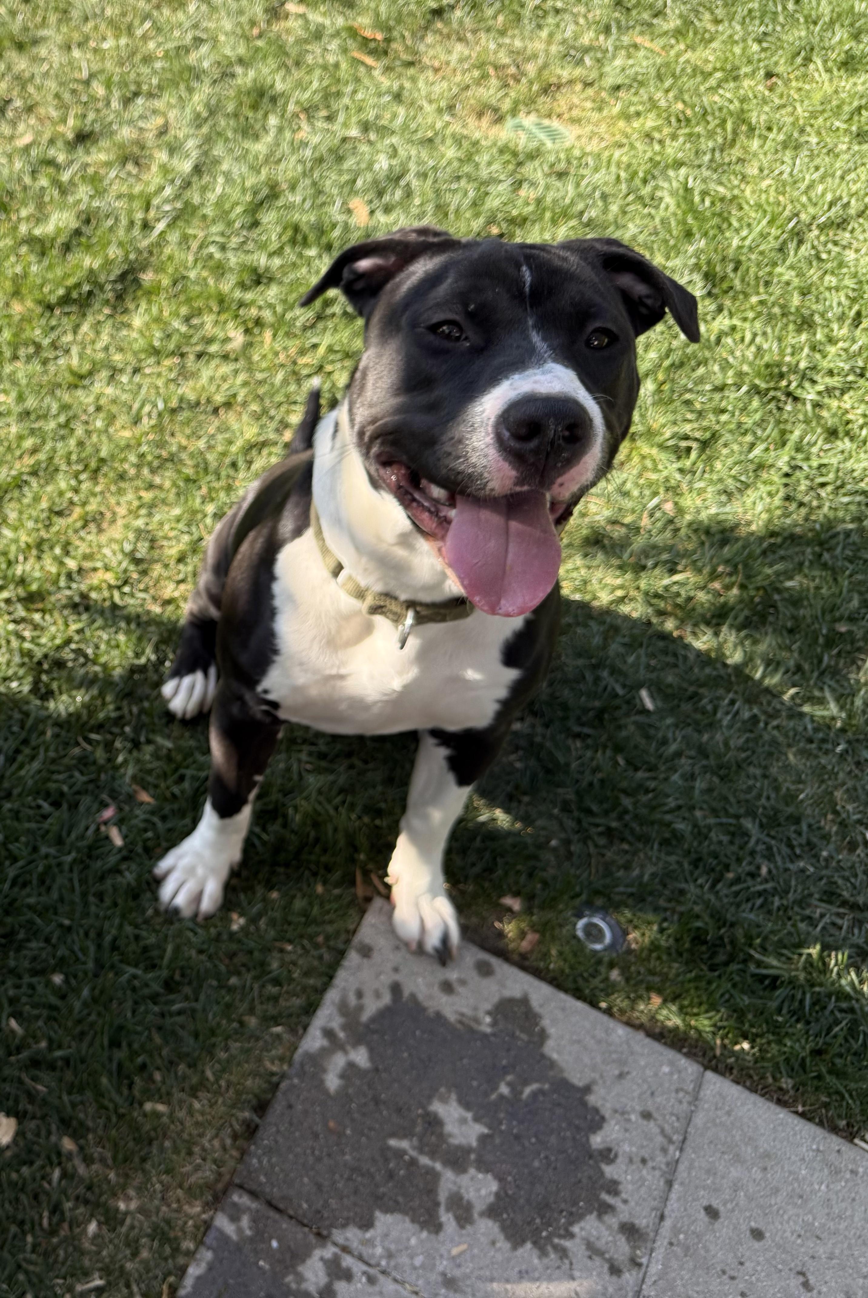 Iris, a Adoptable Pit Bull Terrier in Rancho Cucamonga, CA image 2/5