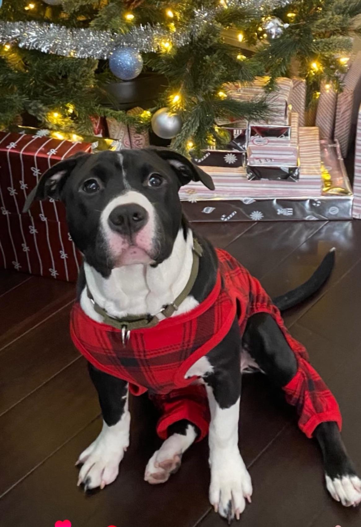 Iris, Adoptable, Young Female Pit Bull Terrier.