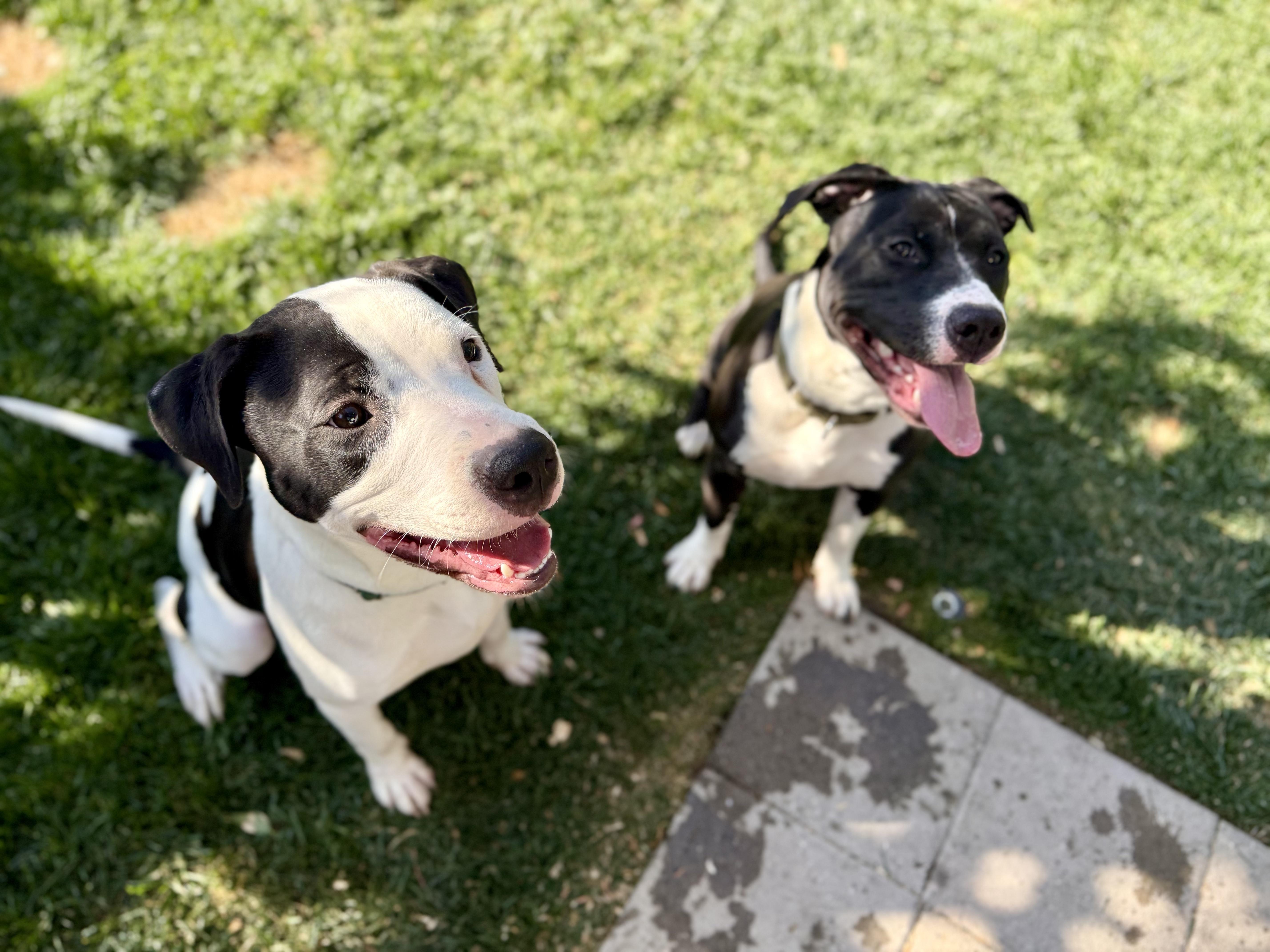 Iris, a Adoptable Pit Bull Terrier in Rancho Cucamonga, CA image 5/5