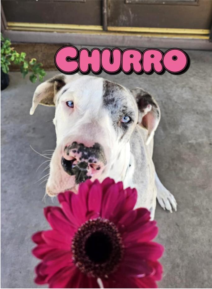 Churro
