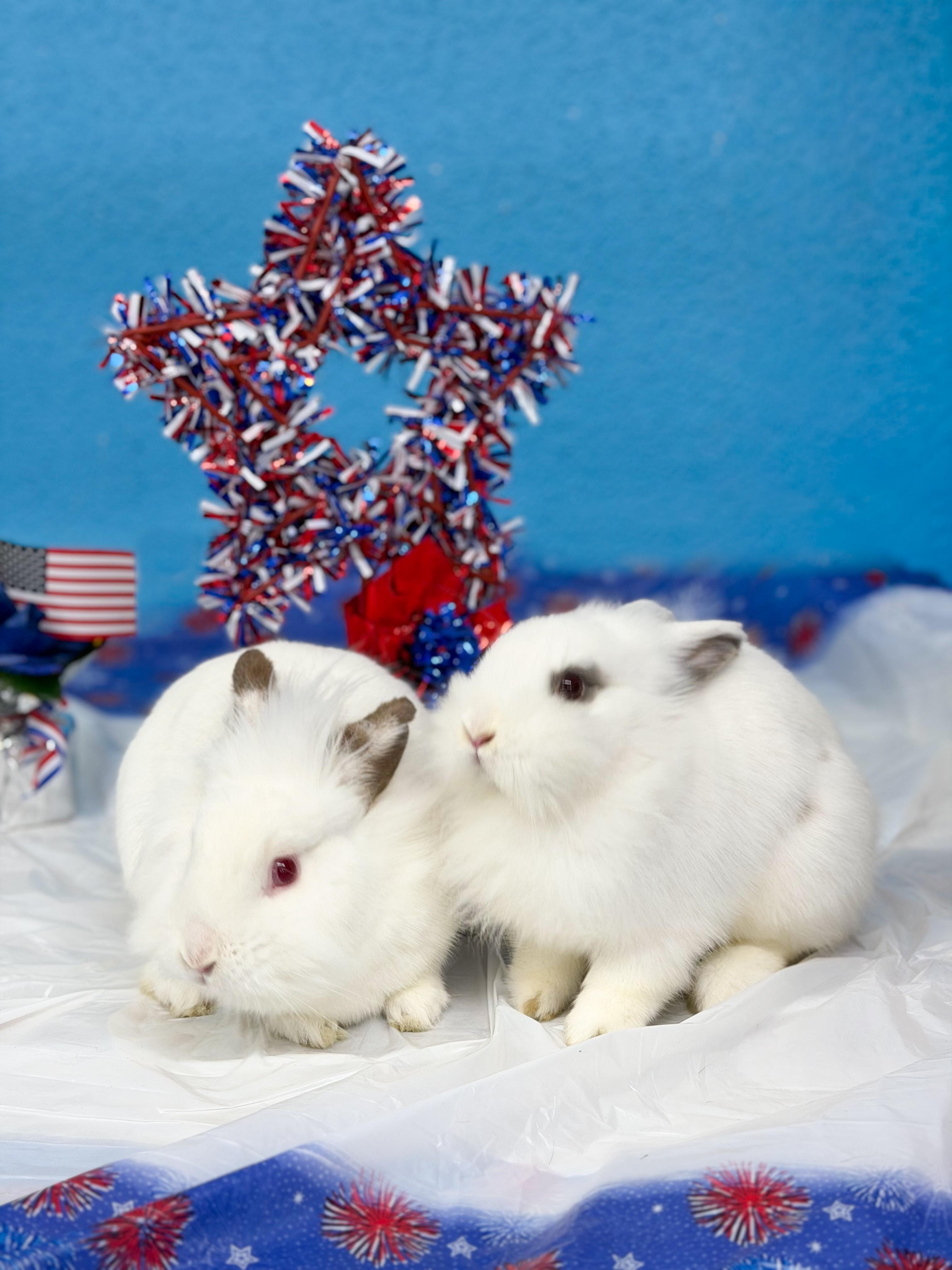 Enlarge Hera and Zeus, a ADOPTABLE Lionhead in Jefferson, LA image 1/1