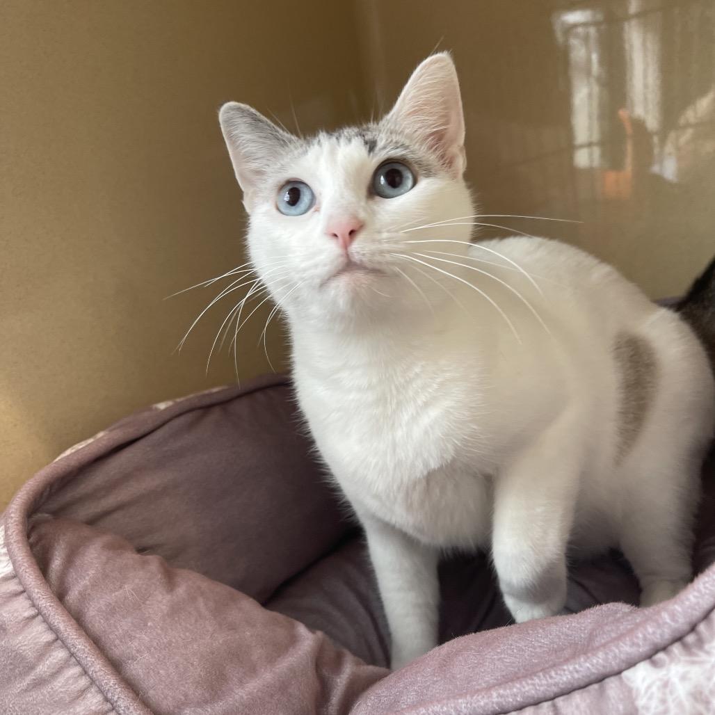 Enlarge Elsa, a Adoptable Domestic Short Hair in Winston Salem, NC image 1/6