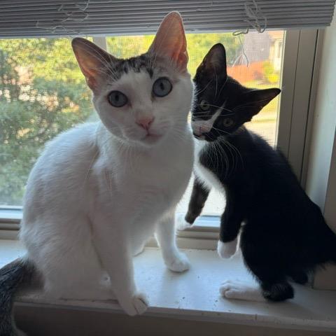 Enlarge Elsa, a Adoptable Domestic Short Hair in Winston Salem, NC image 2/6