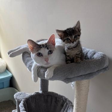 Enlarge Elsa, a Adoptable Domestic Short Hair in Winston Salem, NC image 3/6