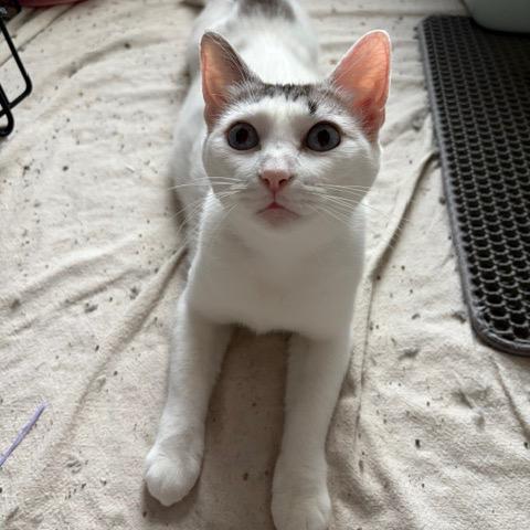 Enlarge Elsa, a Adoptable Domestic Short Hair in Winston Salem, NC image 5/6