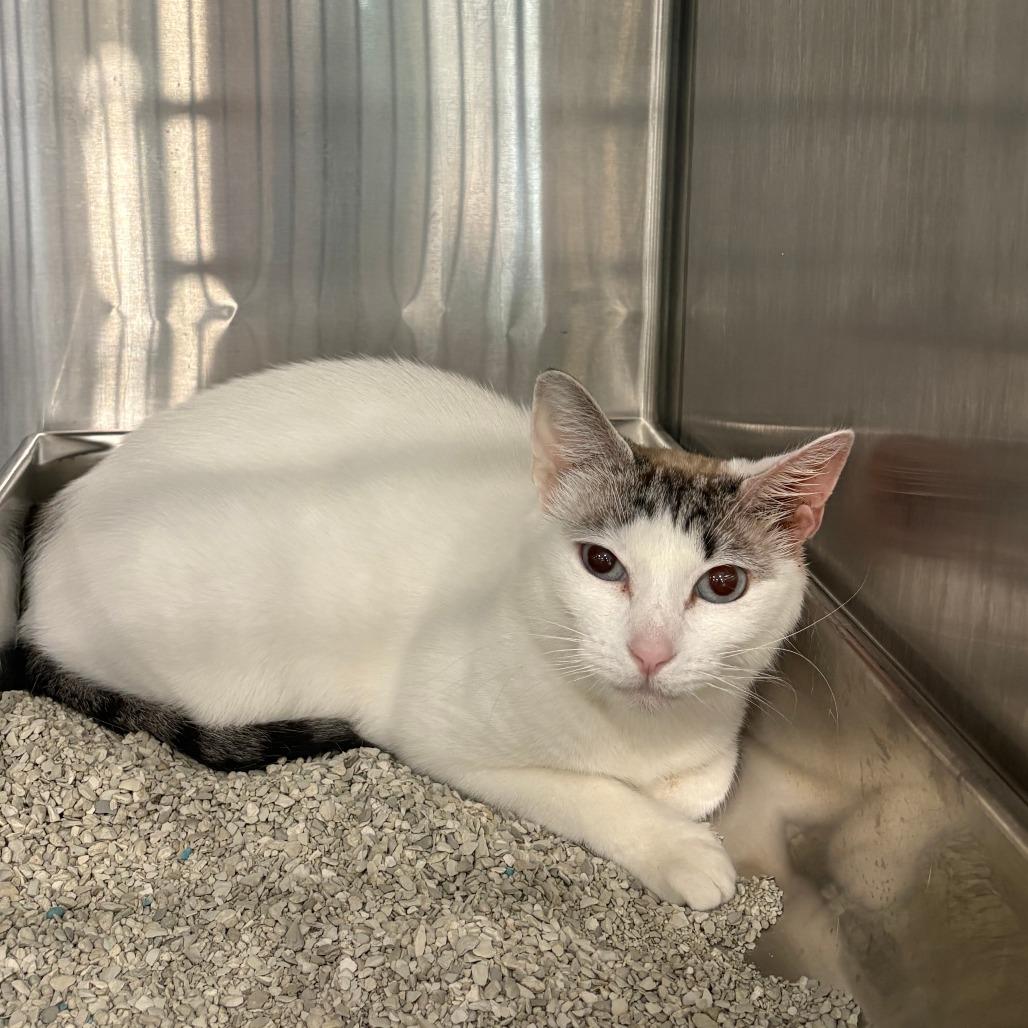 Enlarge Elsa, a Adoptable Domestic Short Hair in Winston Salem, NC image 4/6