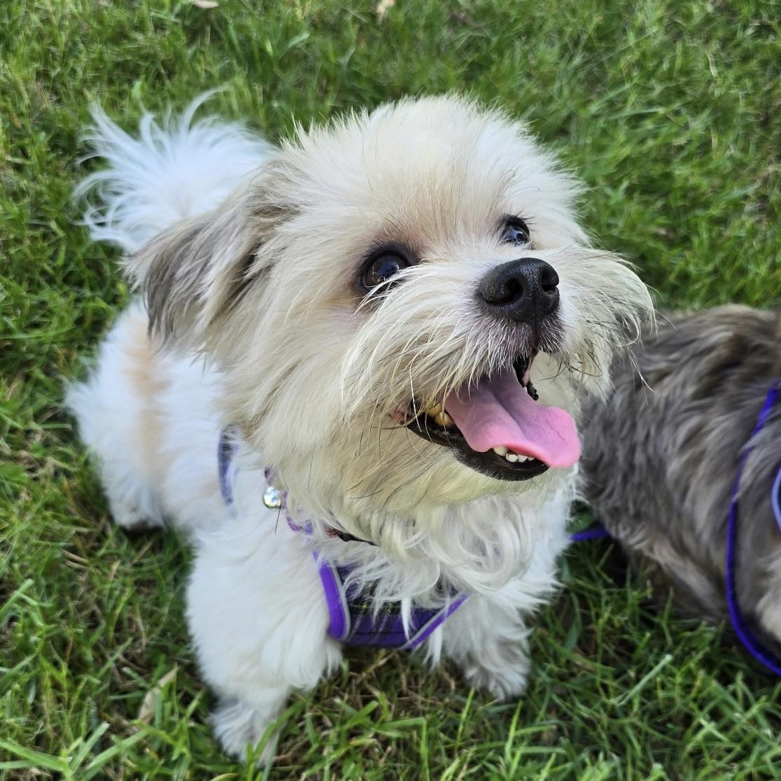 Enlarge Korvo #567, a Adoptable mixed breed in Placentia, CA image 1/5