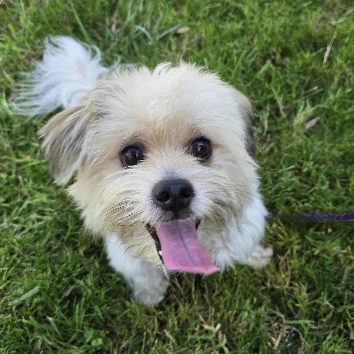 Enlarge Korvo #567, a Adoptable mixed breed in Placentia, CA image 2/5