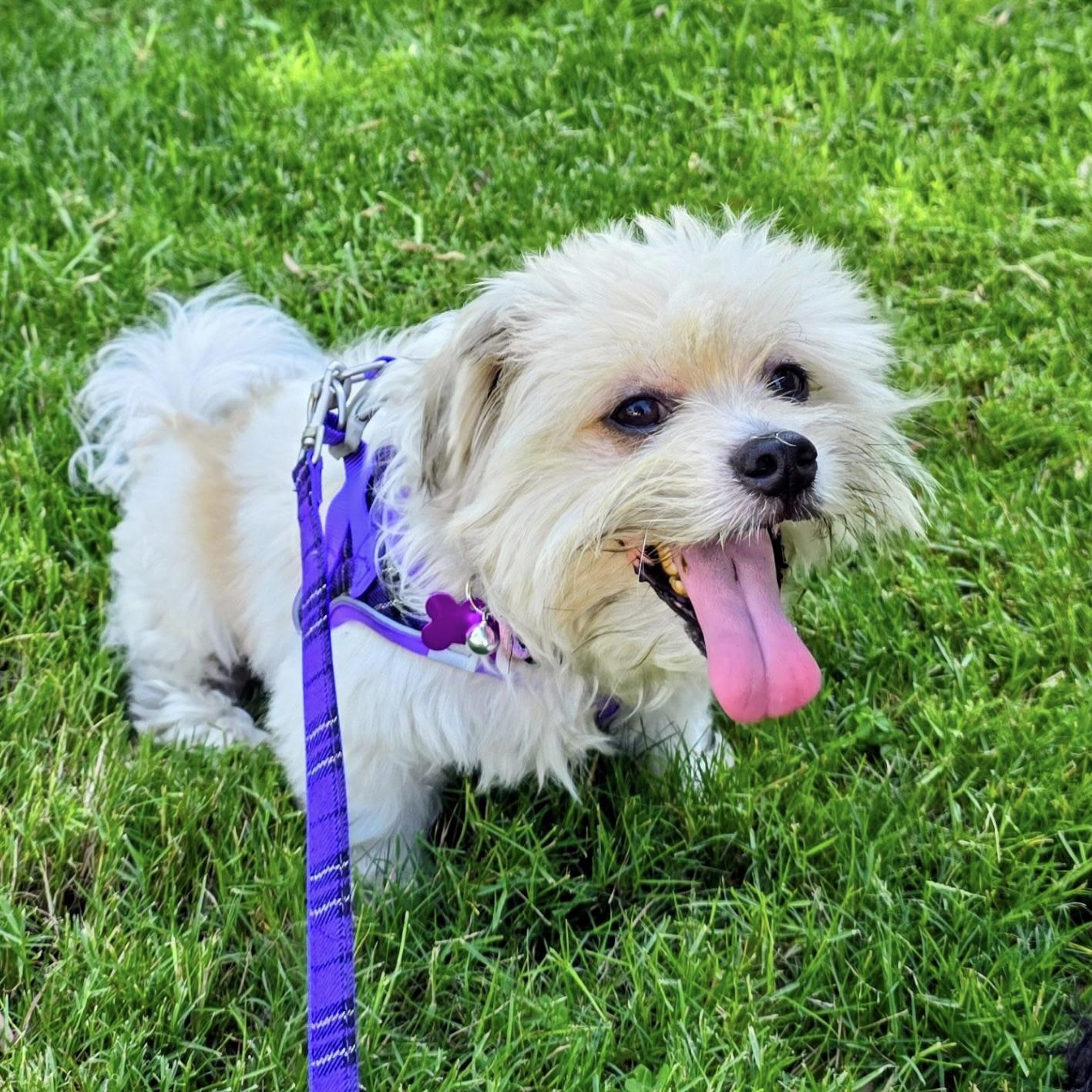 Enlarge Korvo #567, a Adoptable mixed breed in Placentia, CA image 4/5
