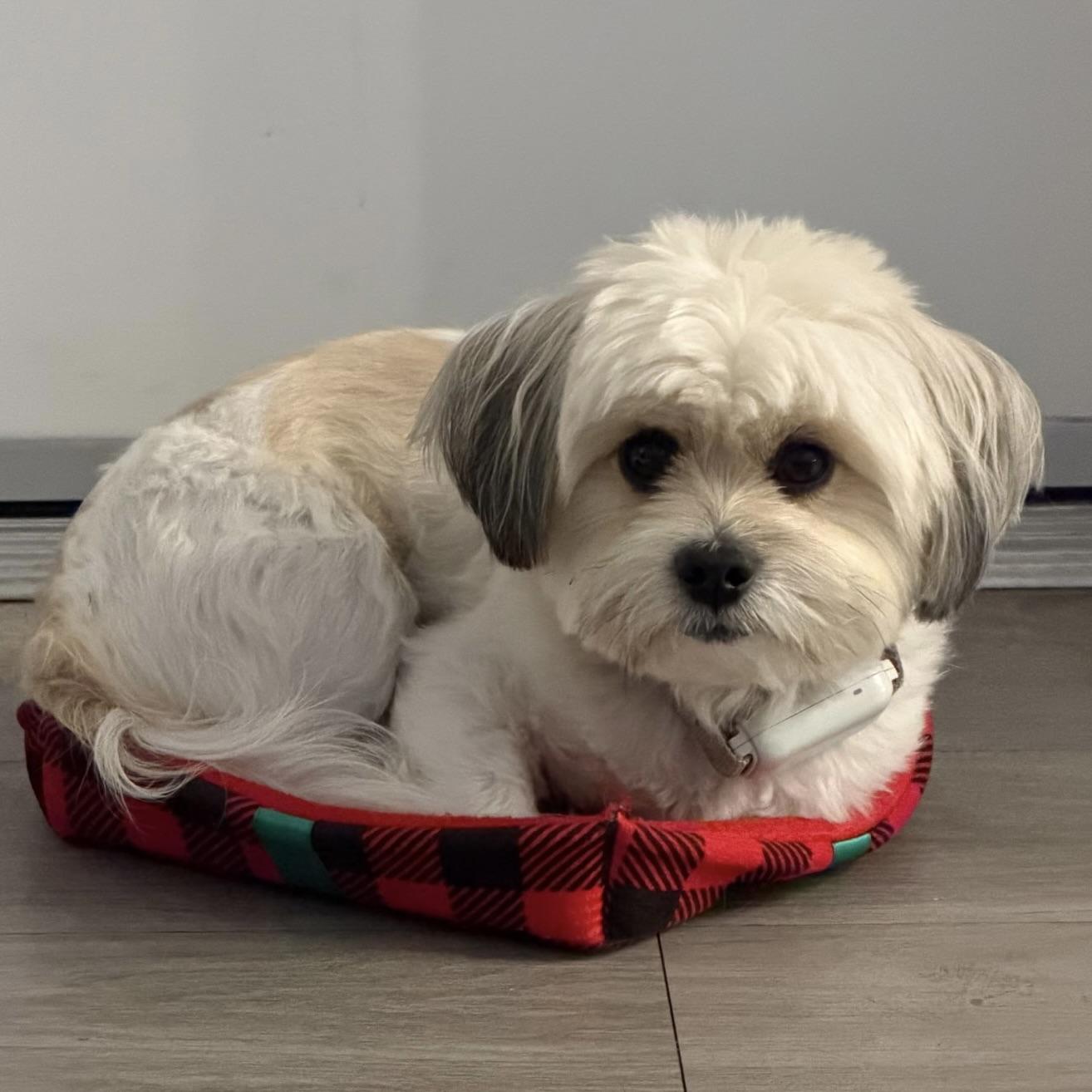 Enlarge Korvo #567, a Adoptable mixed breed in Placentia, CA image 5/5