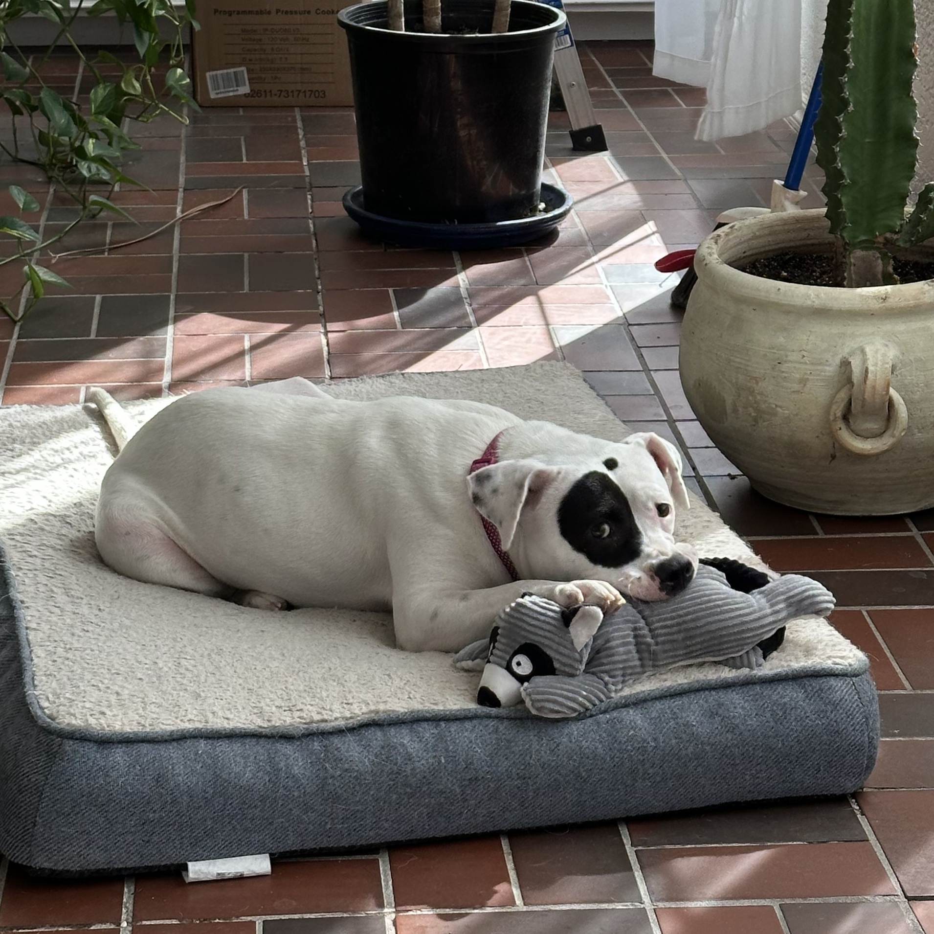 Dog for adoption Mimi, an American Staffordshire Terrier Mix in