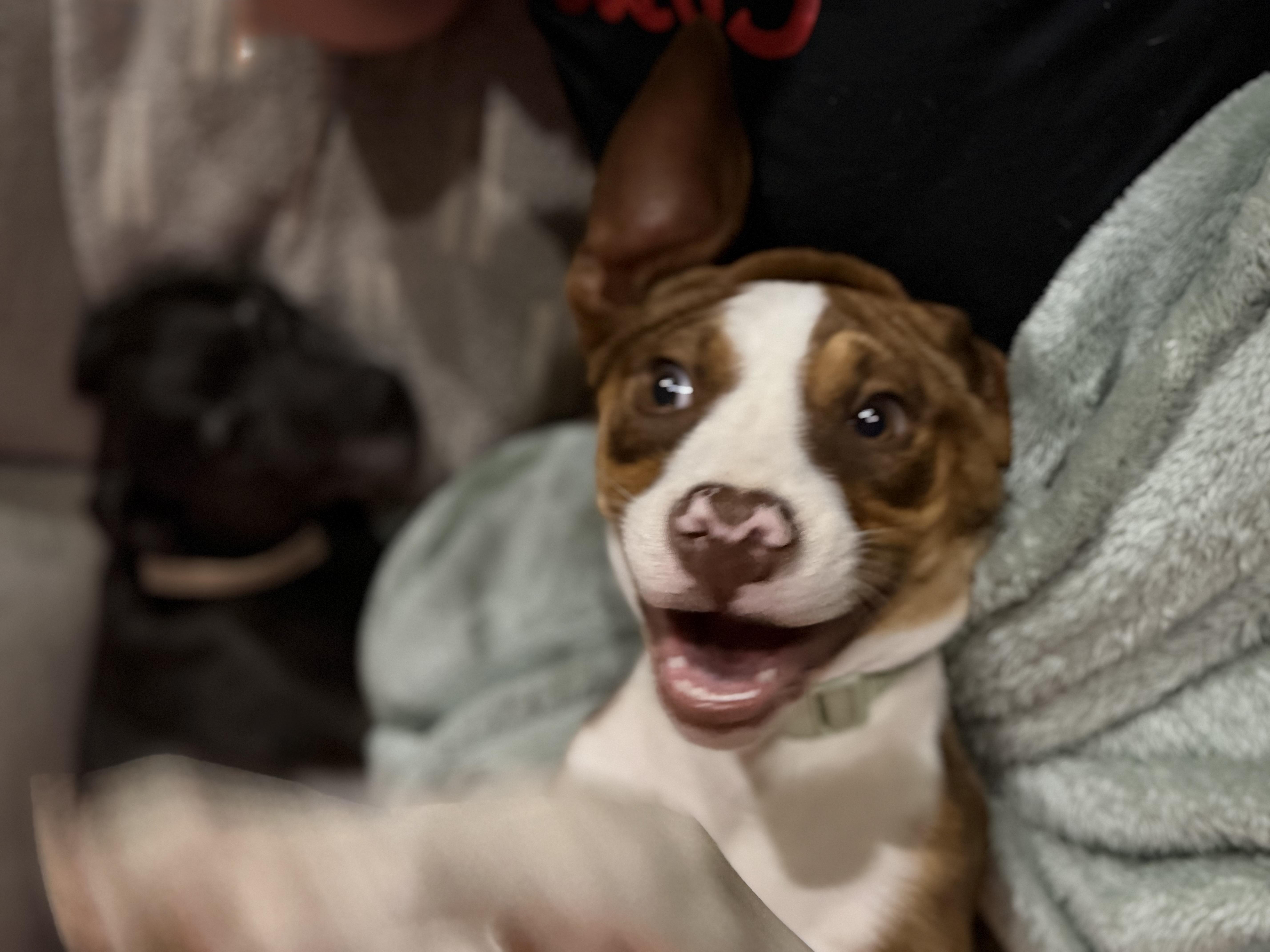 Dottie, a ADOPTABLE mixed breed in Baker, LA image 3/5