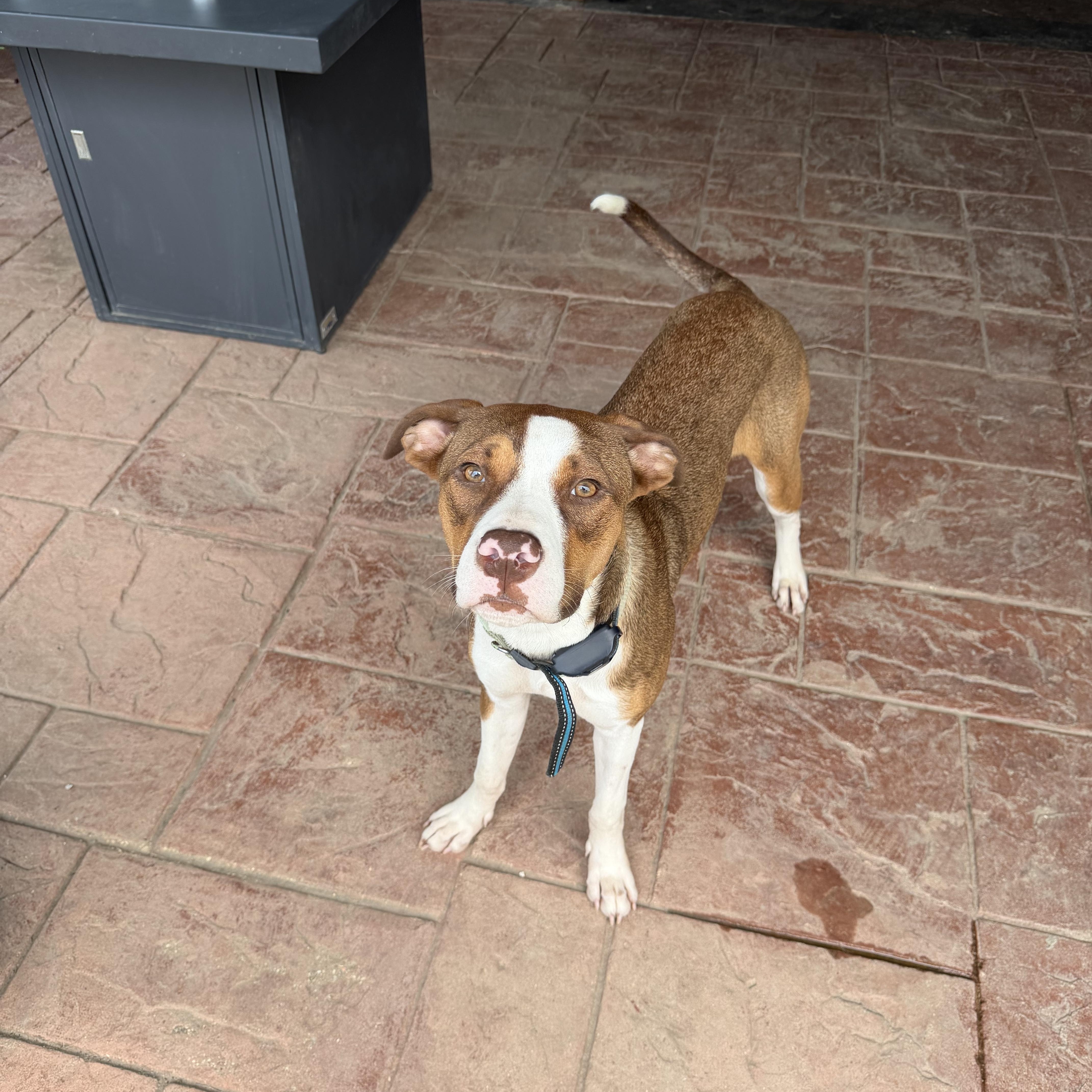 Dottie, a ADOPTABLE mixed breed in Baker, LA image 5/5