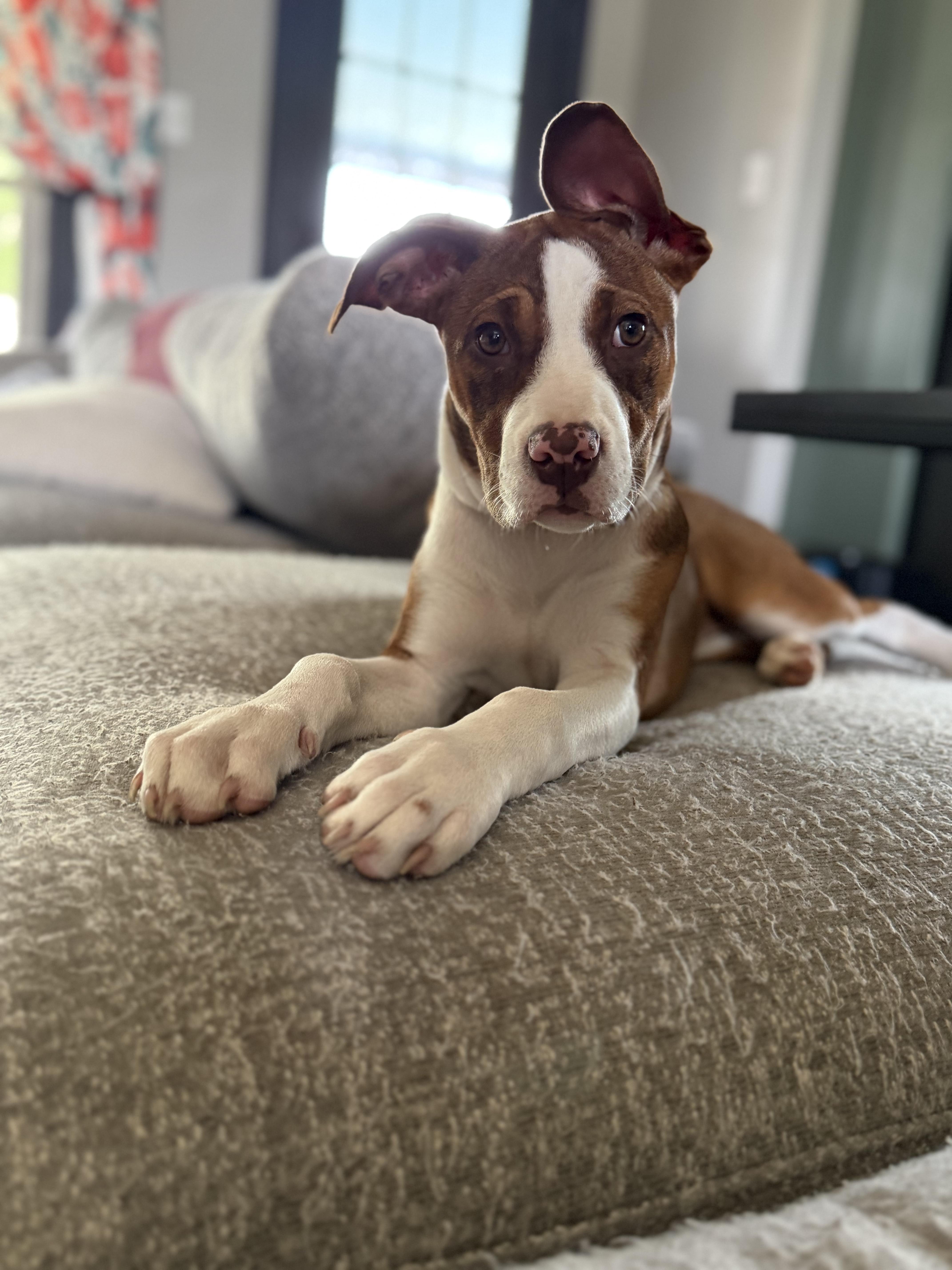 Dottie, ADOPTABLE, Adult Female American Staffordshire Terrier.