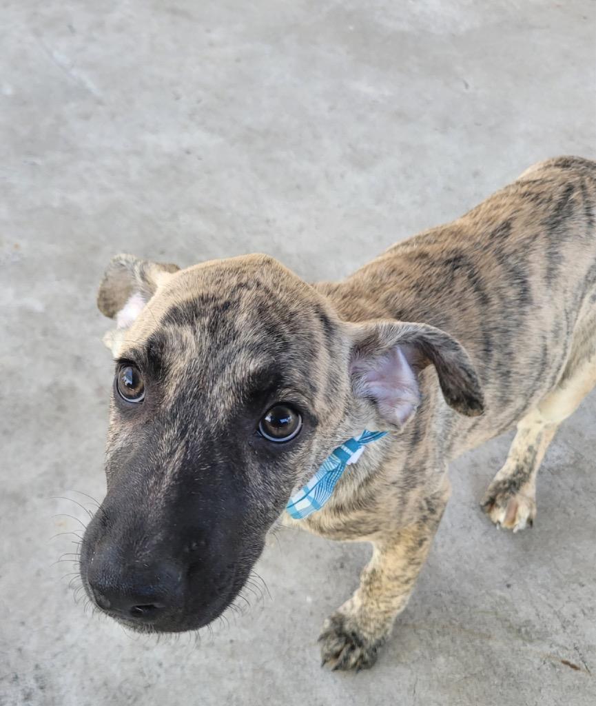 Peanut-4 Mo Puppy!, Adoptable, Puppy Male Black Mouth Cur & Dutch Shepherd.