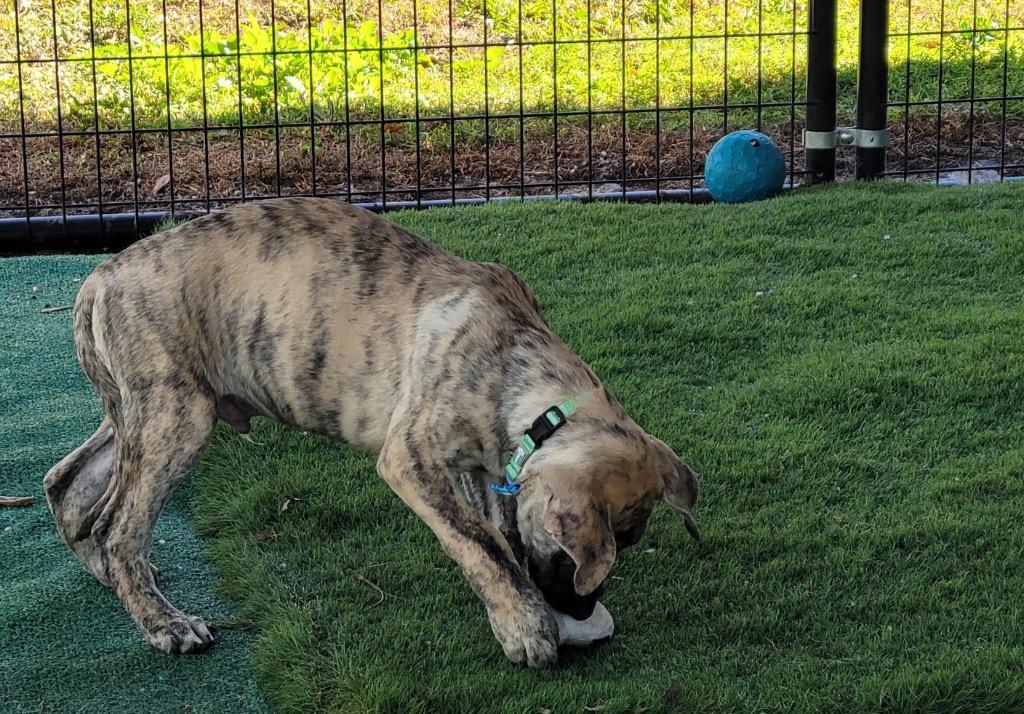 Enlarge Peanut-4 Mo Puppy!, a Adoptable mixed breed in Fort Myers, FL image 2/2