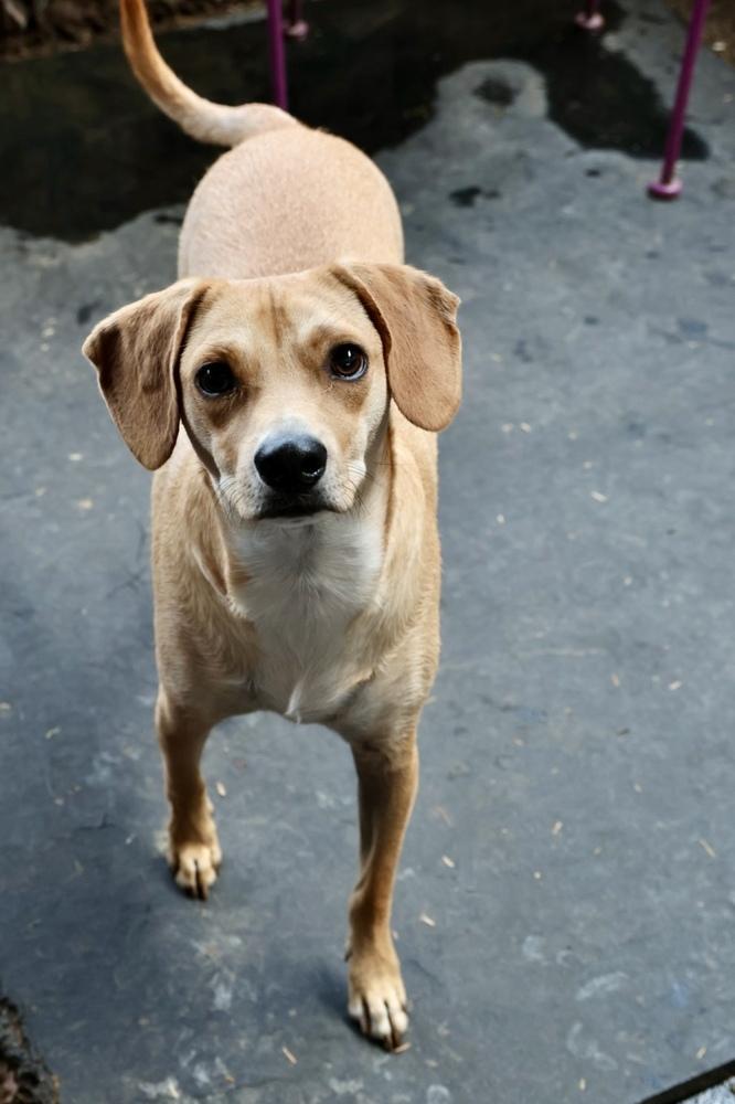 Ranger, Adoptable, Puppy Male Chihuahua & Terrier.