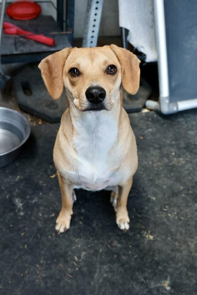 Enlarge Ranger, a Adoptable mixed breed in TUCSON, AZ image 2/5