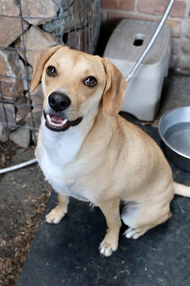 Enlarge Ranger, a Adoptable mixed breed in TUCSON, AZ image 3/5