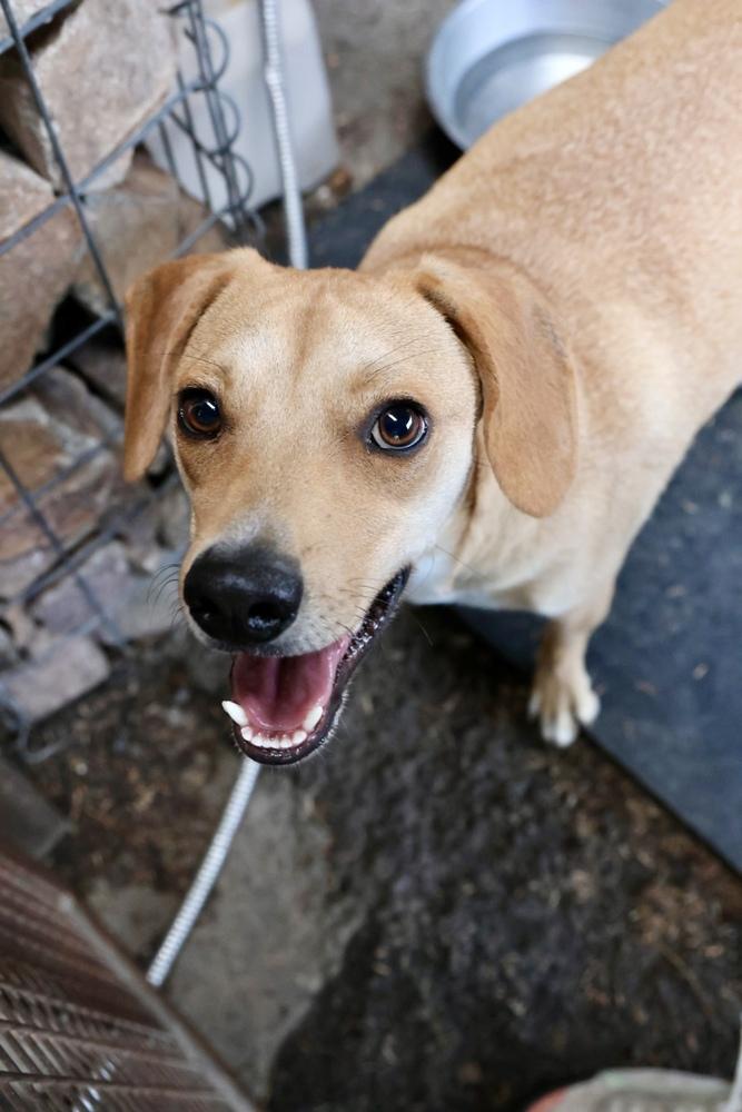 Enlarge Ranger, a Adoptable mixed breed in TUCSON, AZ image 4/5