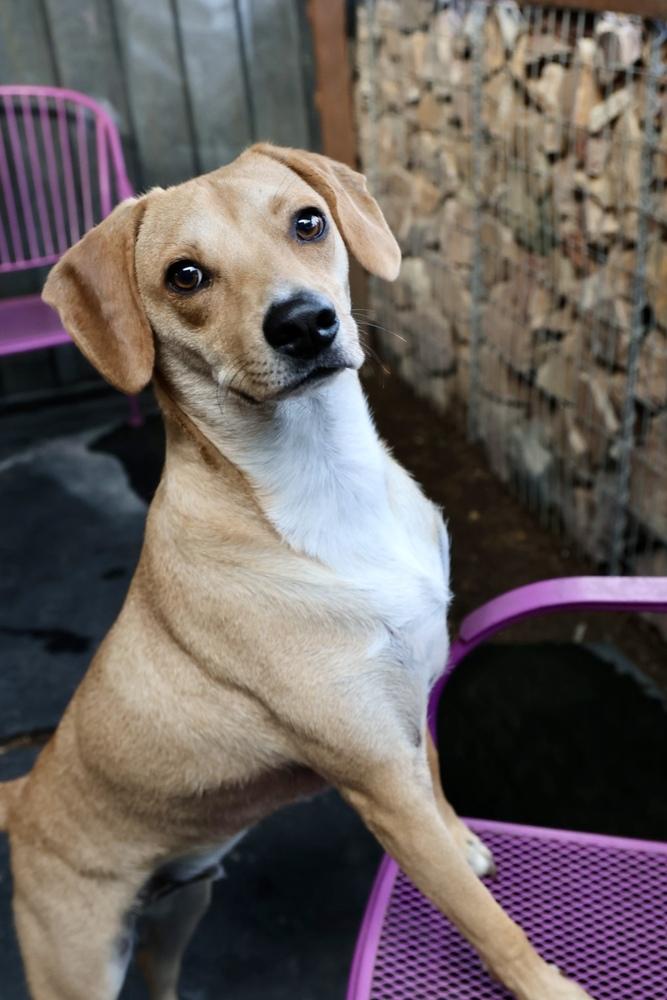 Enlarge Ranger, a Adoptable mixed breed in TUCSON, AZ image 5/5