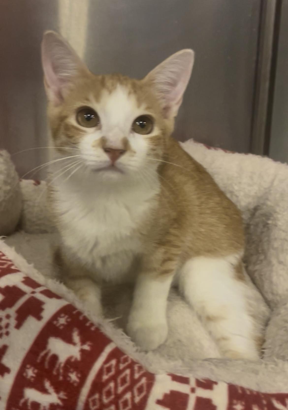 Rachel, ADOPTABLE, Kitten Female Domestic Short Hair.