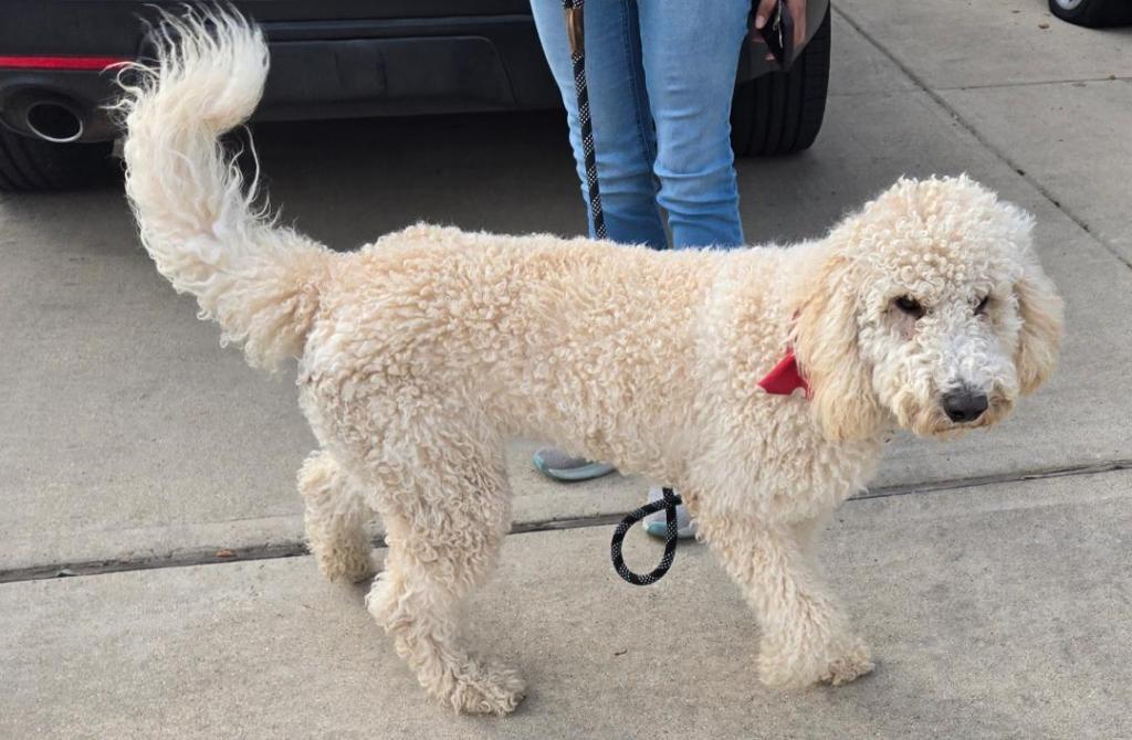 Birdie, Adopted, Adult Female Standard Poodle.