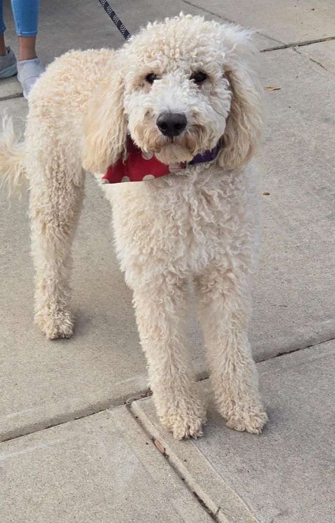 Enlarge Birdie, a Adopted Standard Poodle in San Antonio, TX image 2/3