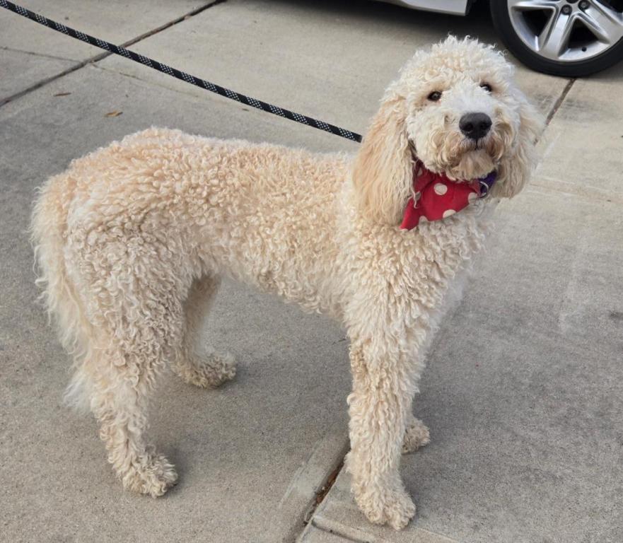 Enlarge Birdie, a Adopted Standard Poodle in San Antonio, TX image 3/3