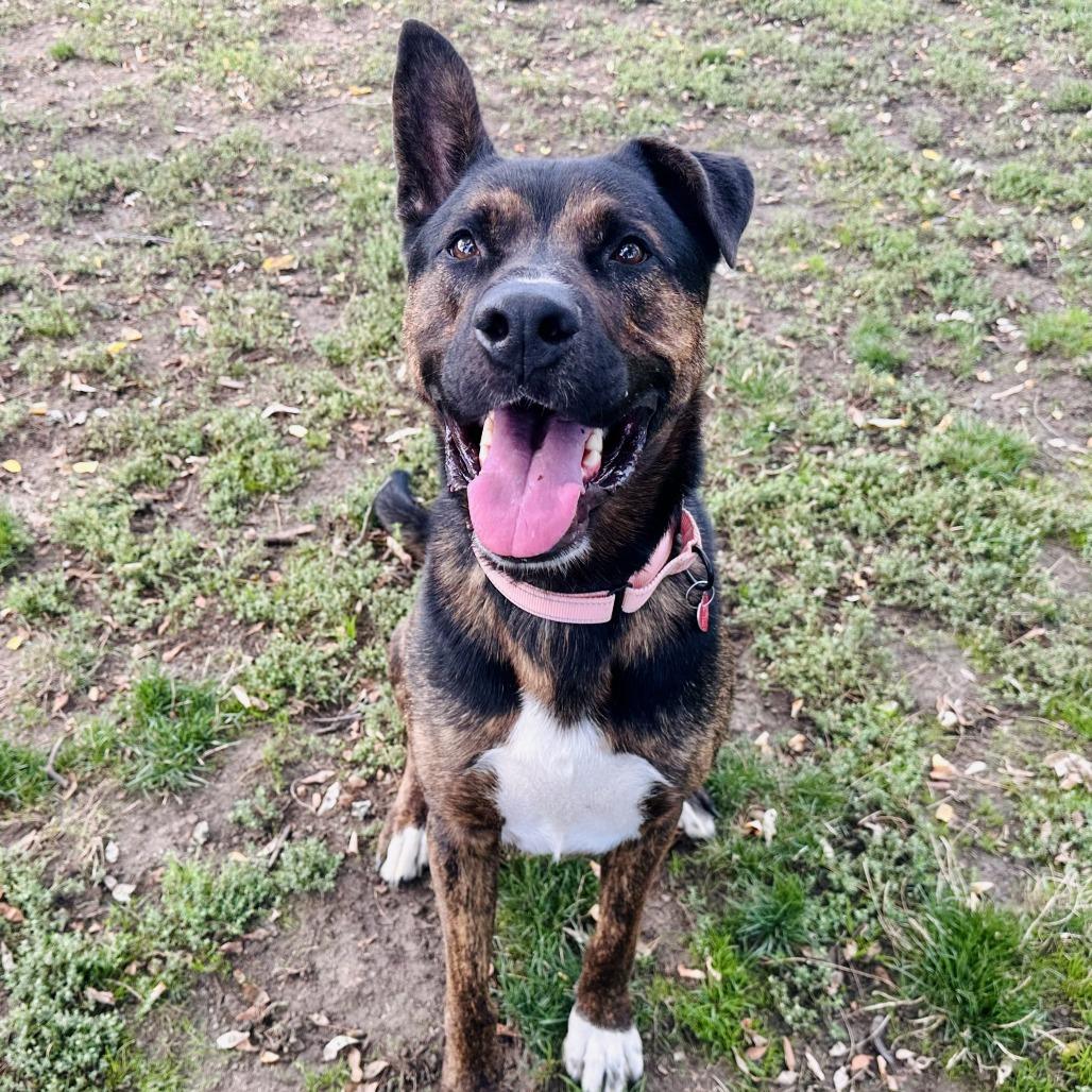 Kane, Adoptable, Adult Male Mixed Breed & Mixed Breed.