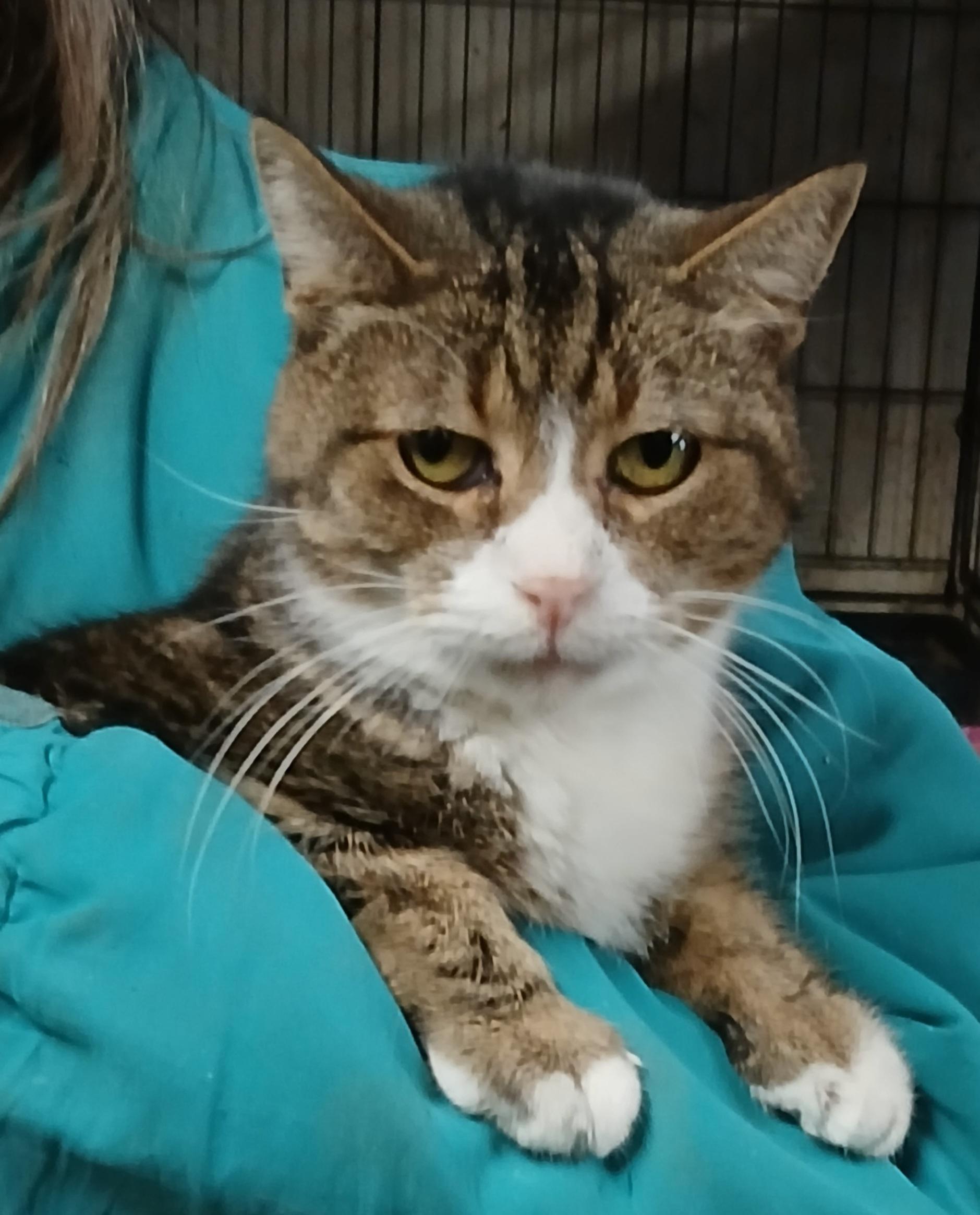 Enlarge Mill Pond Neon Alert, an adoptable Domestic Short Hair in Eaton Rapids, MI image 1/2