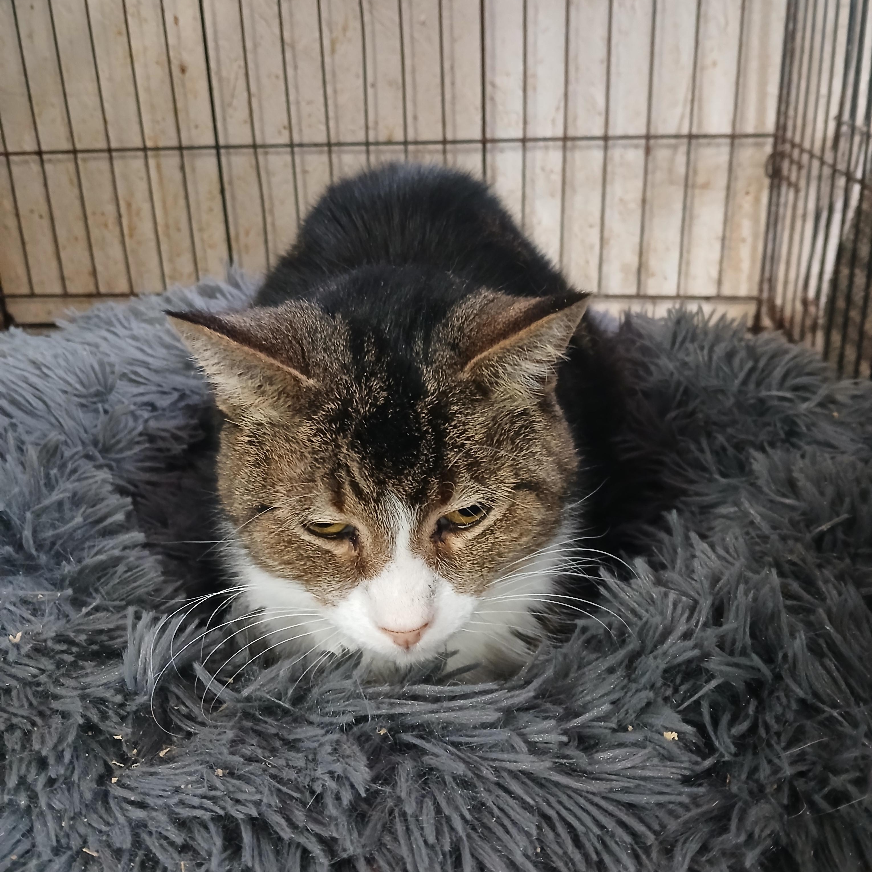 Enlarge Mill Pond Neon Alert, an adoptable Domestic Short Hair in Eaton Rapids, MI image 1/3