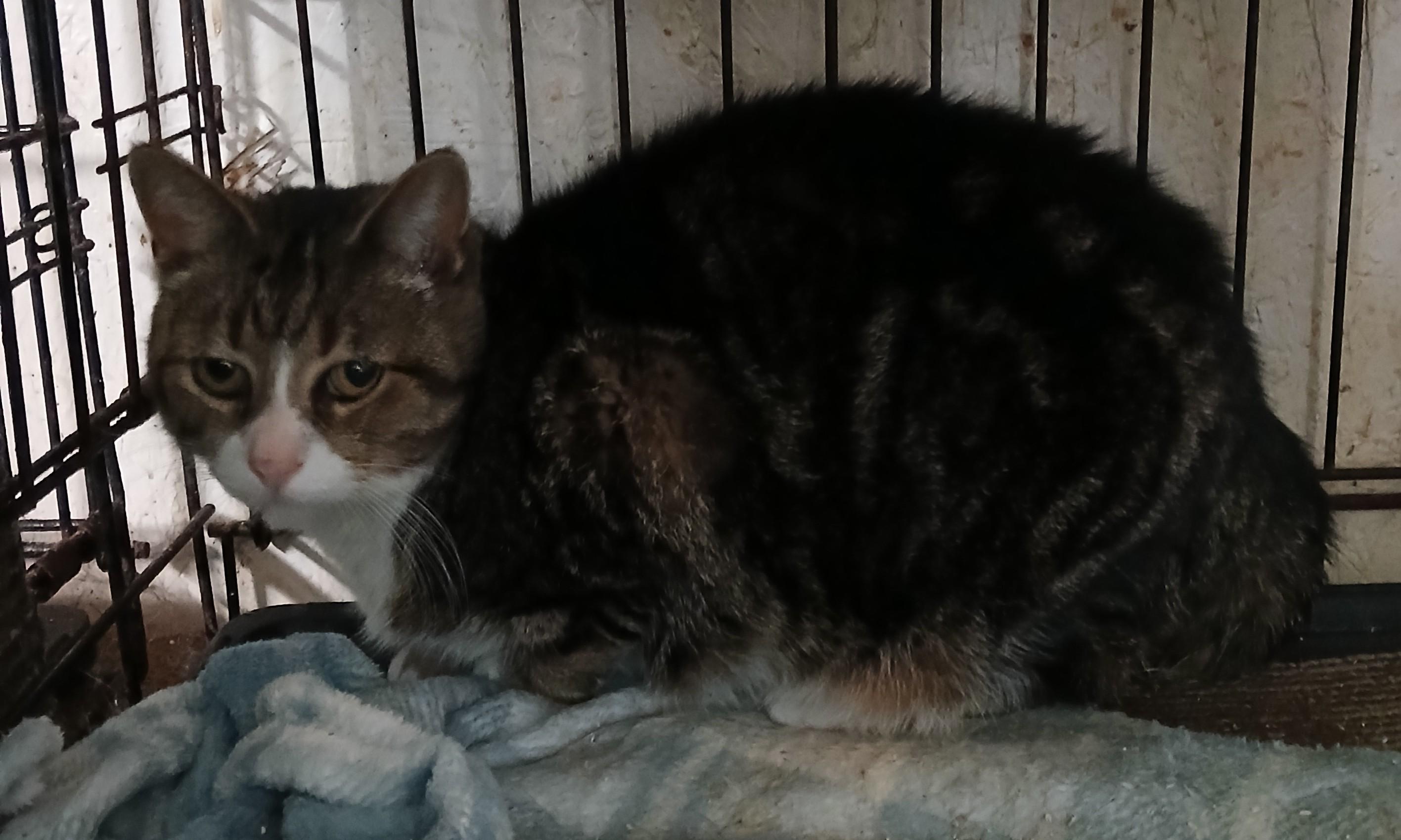 Enlarge Mill Pond Neon Alert, an adoptable Domestic Short Hair in Eaton Rapids, MI image 2/2