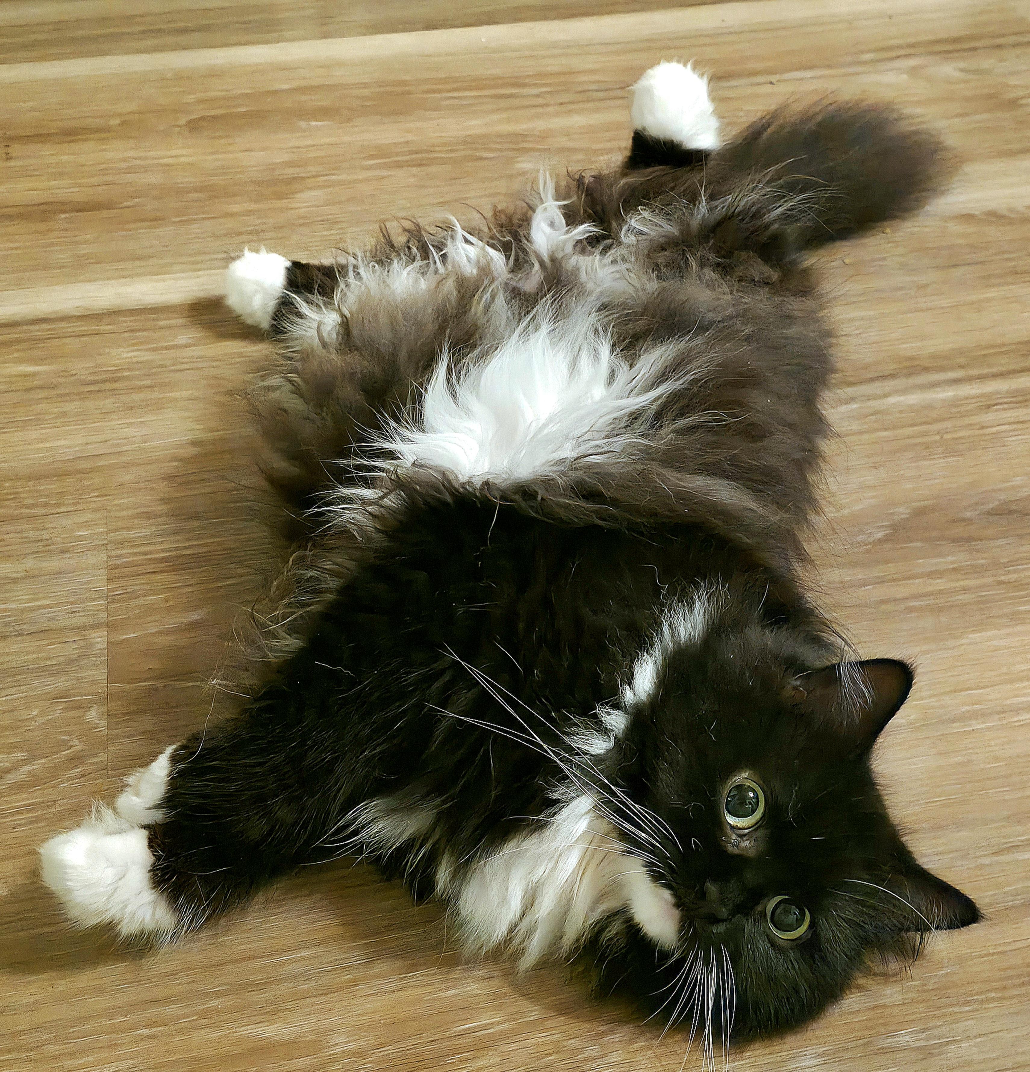 Oreo (FIV), a ADOPTABLE Persian in Converse, TX image 2/4
