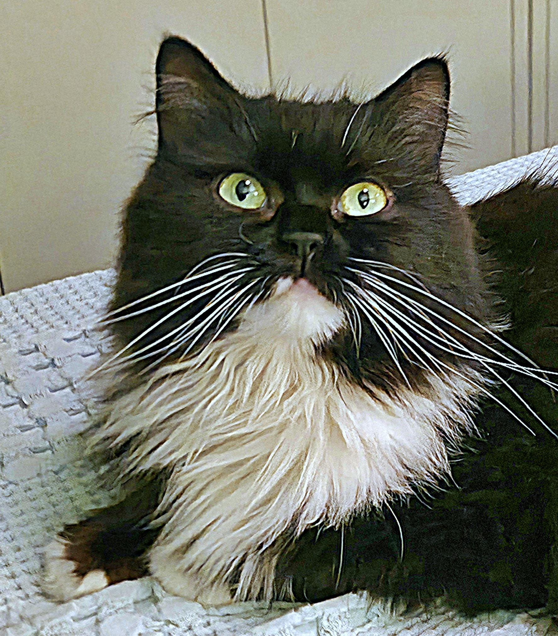 Oreo (FIV), a ADOPTABLE Persian in Converse, TX image 1/4