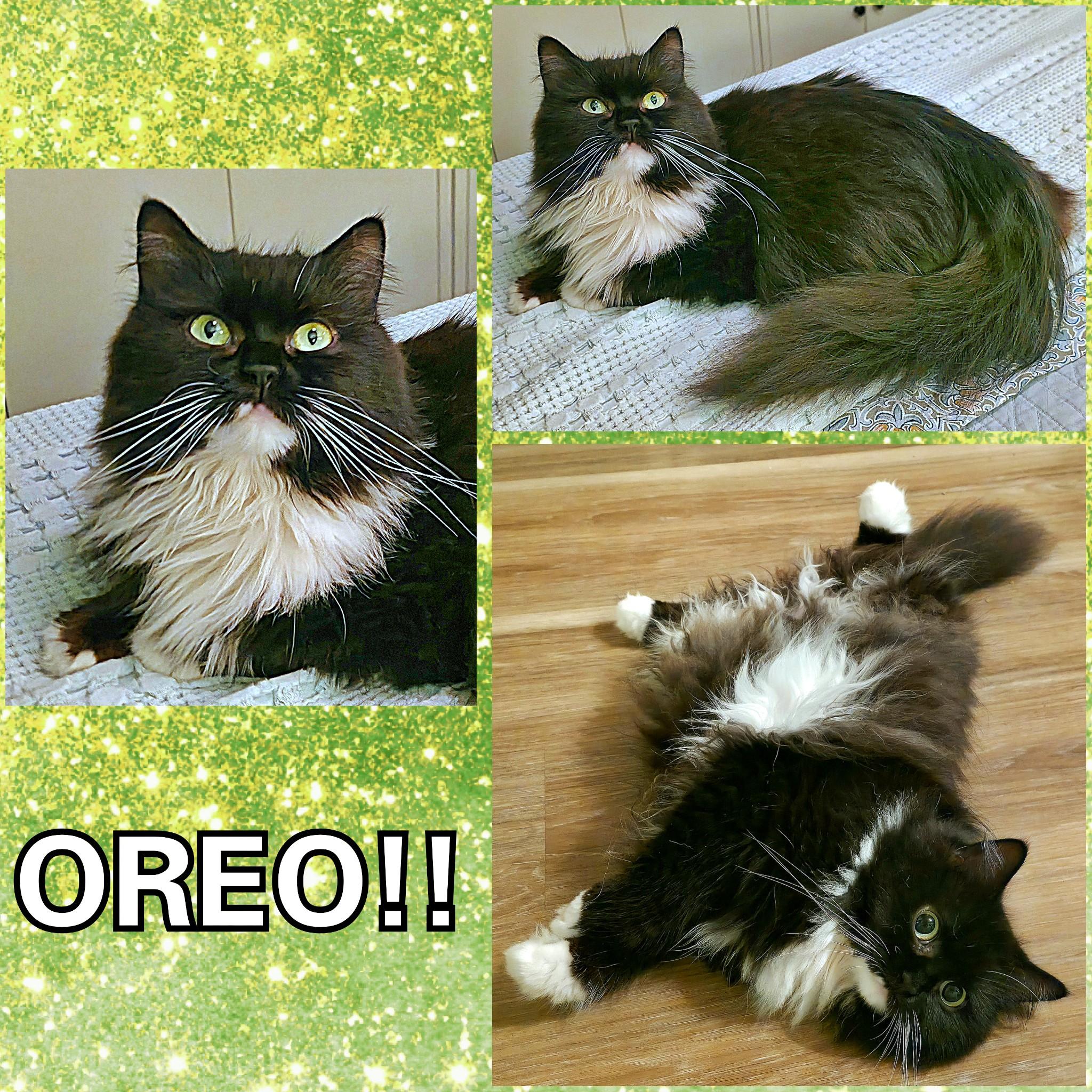 Oreo (FIV), a ADOPTABLE Persian in Converse, TX image 4/4